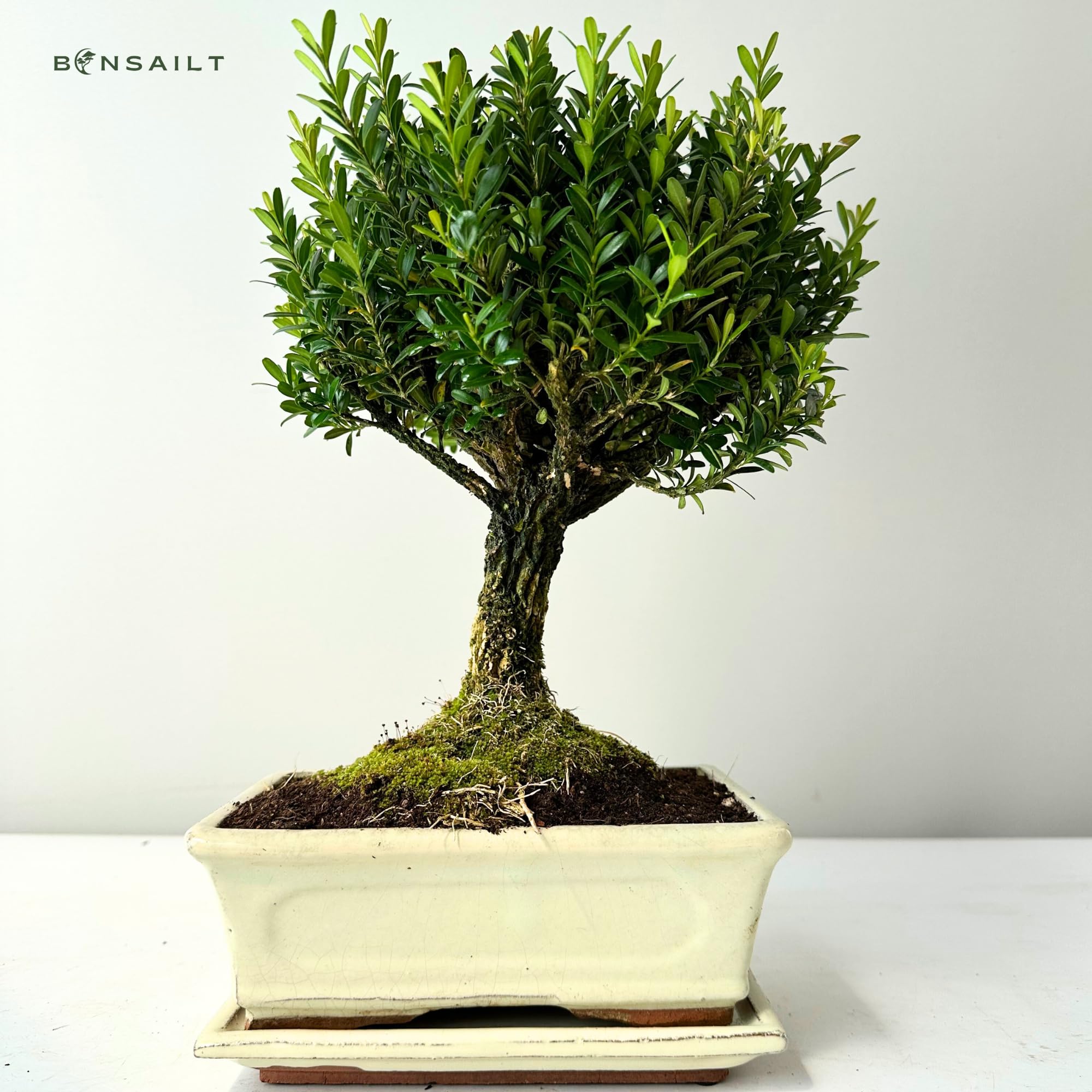 grow light for bonsai Timing Dimming Plant Grow Light for Succulents & Bonsai – Ironsmith Lighting main image 0