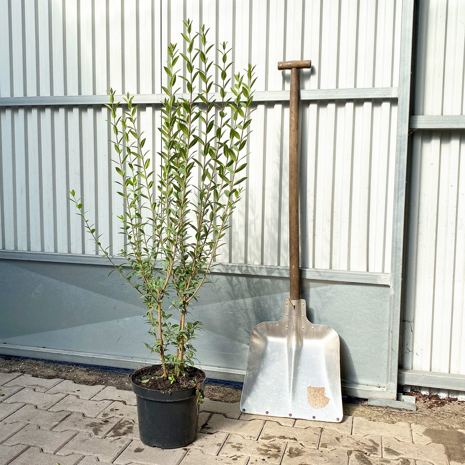 Hecken Helge/Wintergrner Liguster / 80-100 cm / 9 Stck / 3 Meter :  Amazon.de: Garten