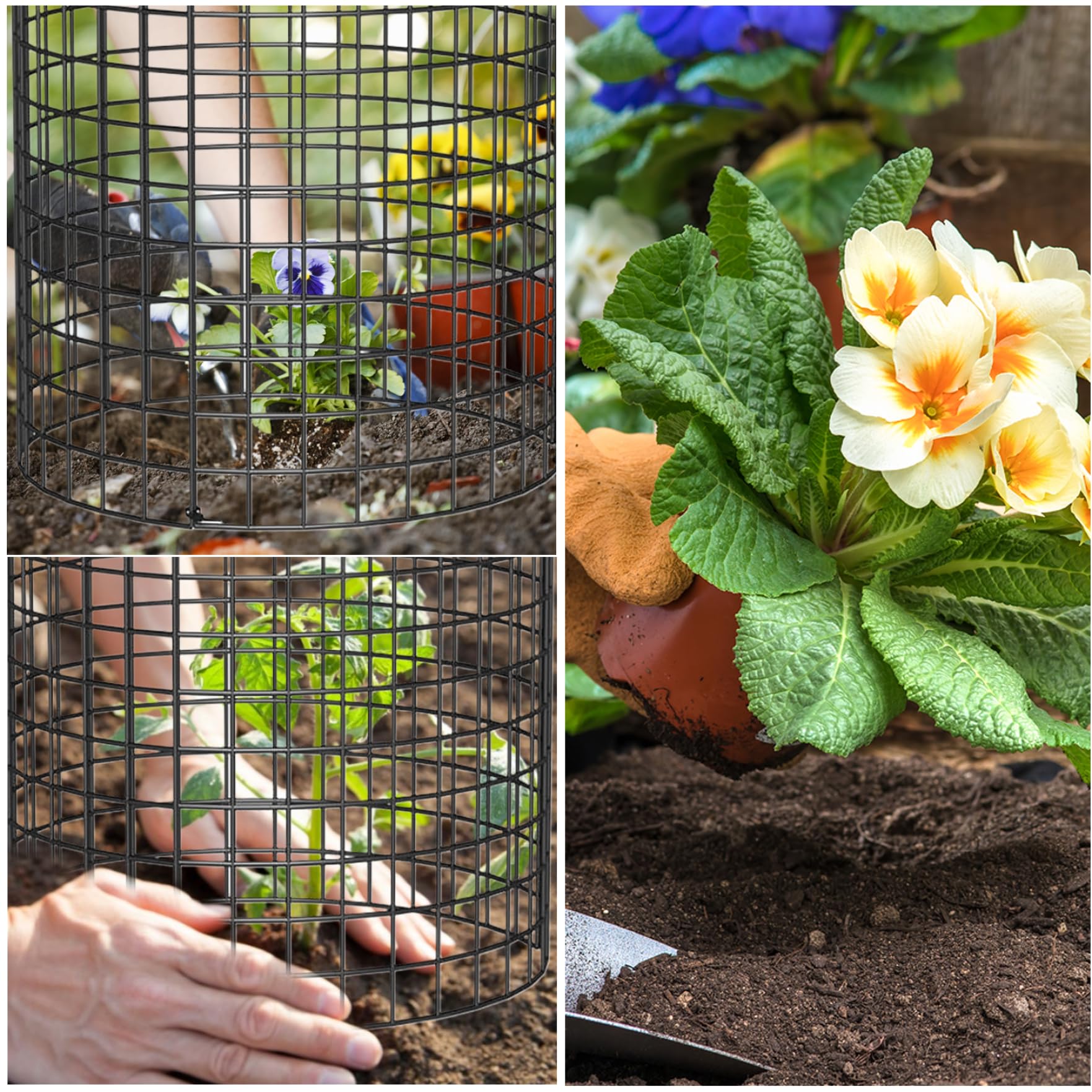 Lot De 6 Petits Protecteurs De Plantes En Fil De Fer Pour