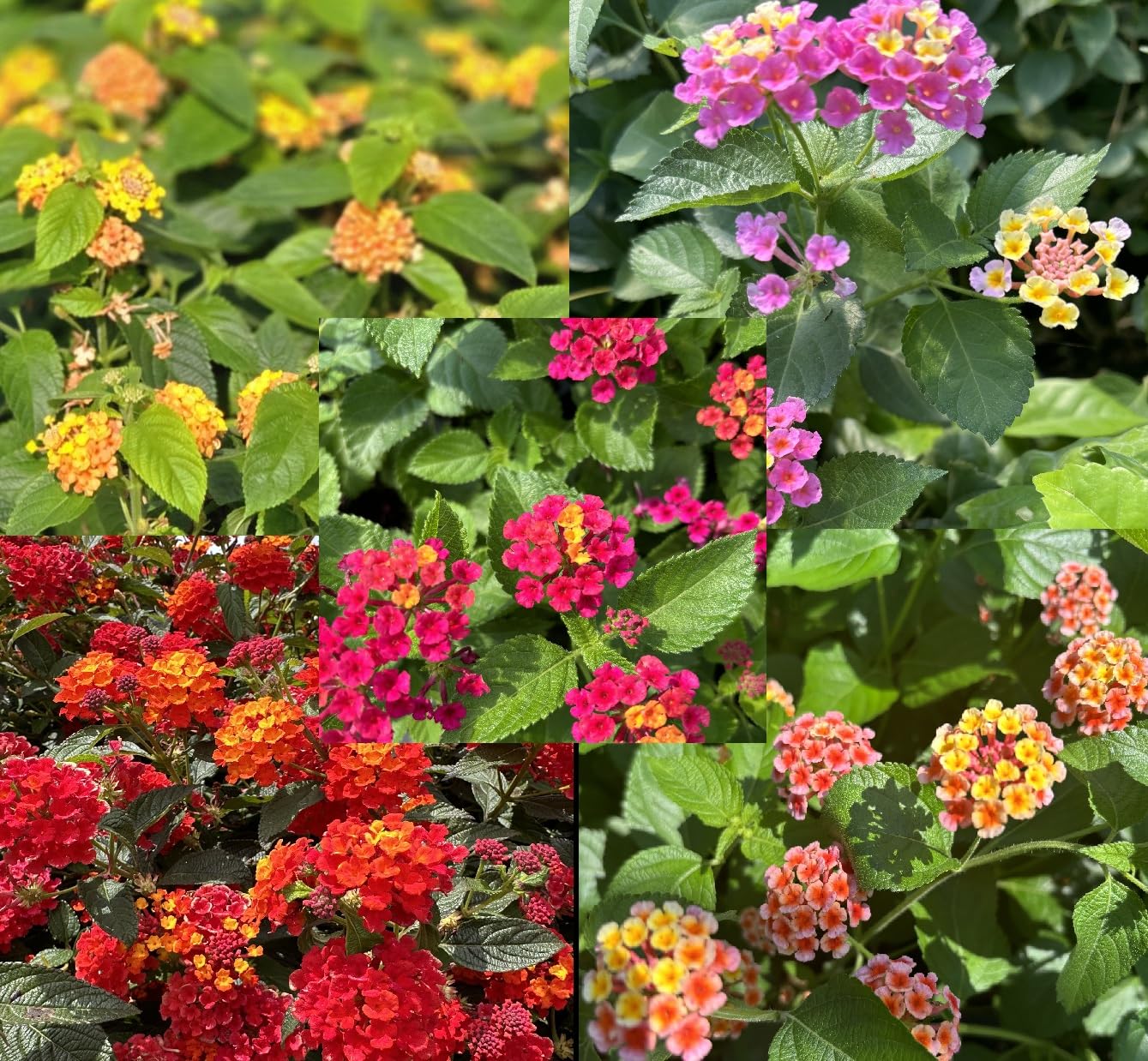 Lantana Camara Daylily Nursery