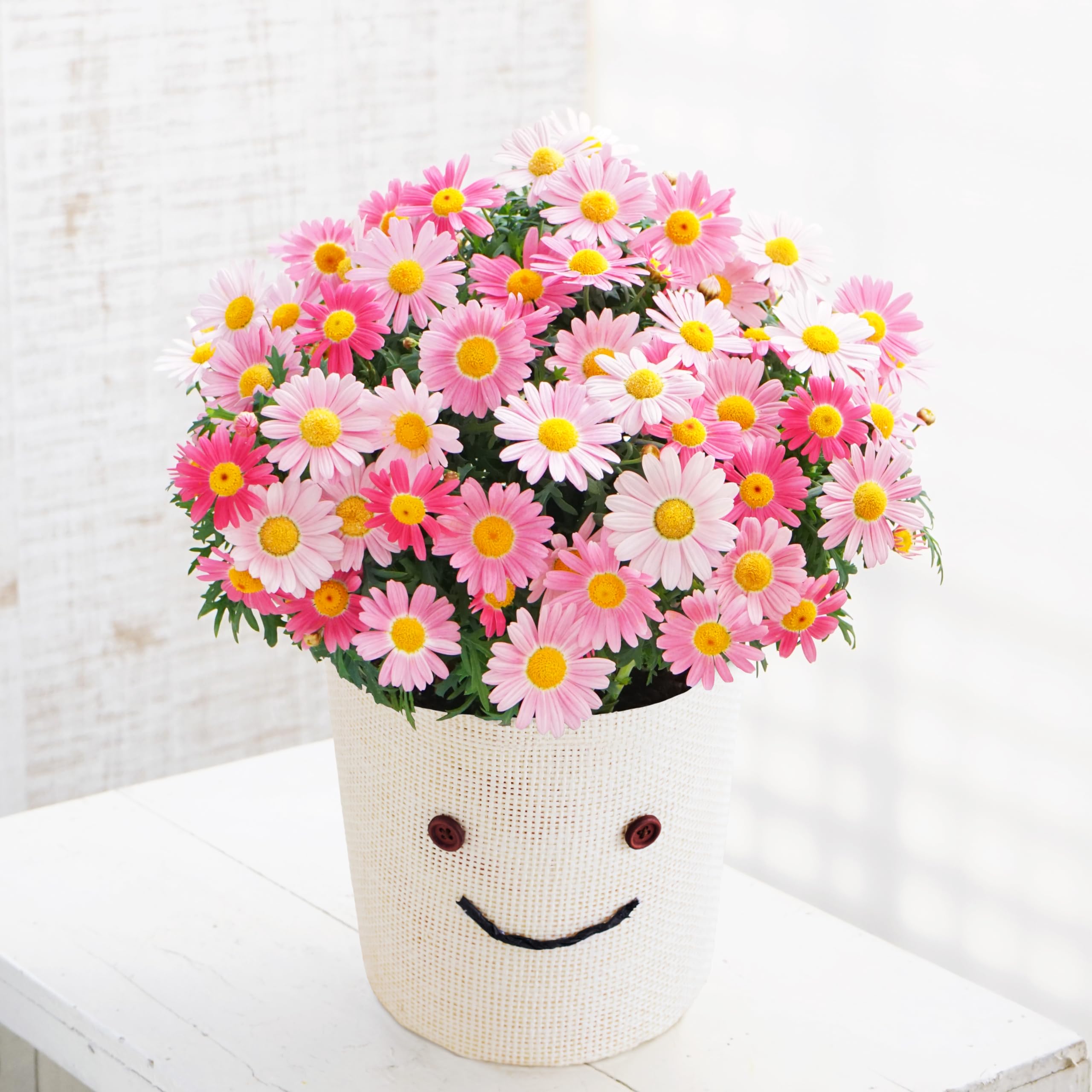 Amazon.co.jp: 母の日ギフト マーガレット ストロベリーホイップ