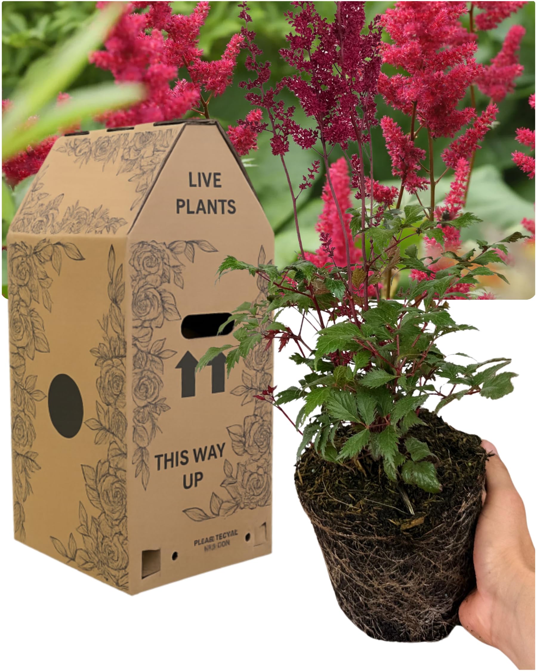 Astilbe Red – 1 Hardy Perennial, Garden Ready Plant. Delivered Fresh in Large 2L Pot. Feathery Flower Plumes & Ferny Foliage. Perfect for Beds, Borders & Containers. Peat Free & Pollinator Friendly