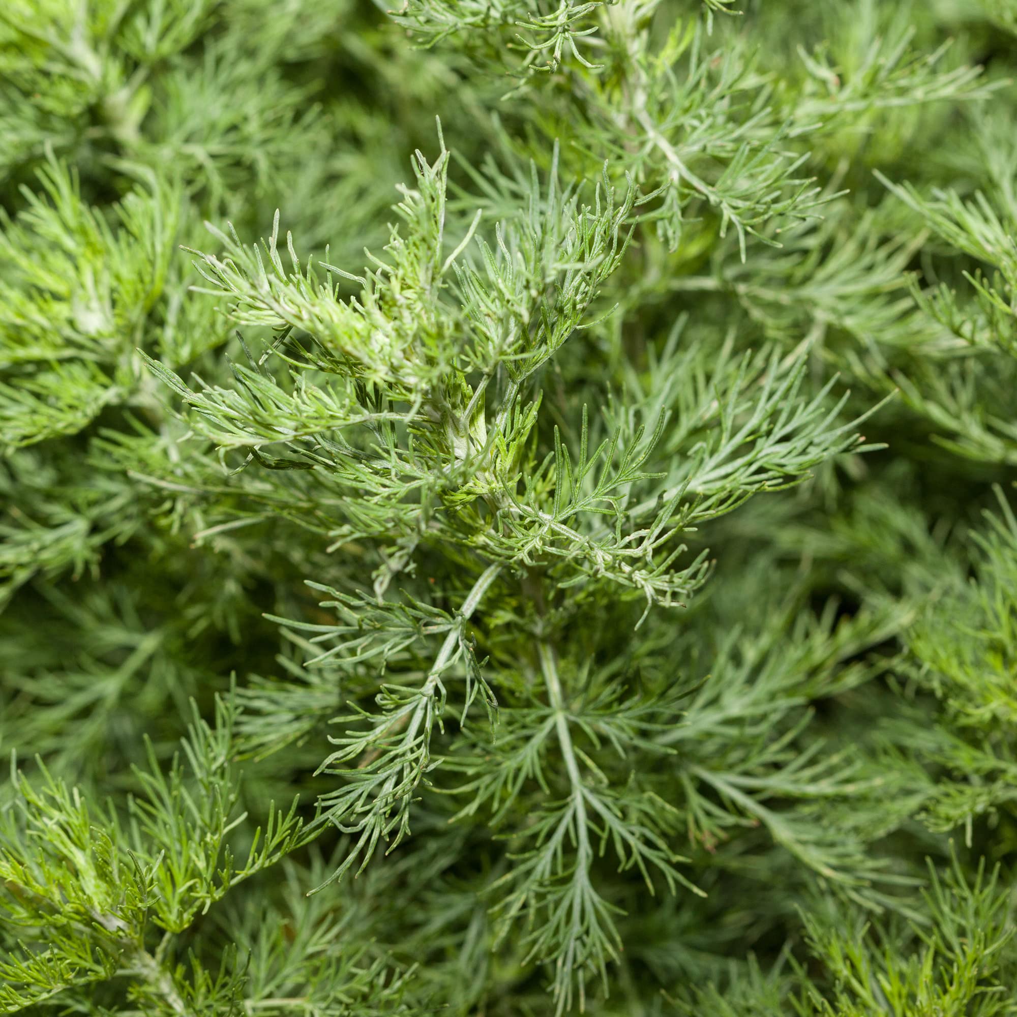 Southernwood Plant - Cooking Herb - Semi Evergreen Perennial Outdoor Culinary Kitchen Garden Plant with Edible Leaves - Grow Your Own Fresh Cooking Herbs (8cm Pot, 5-15cm)
