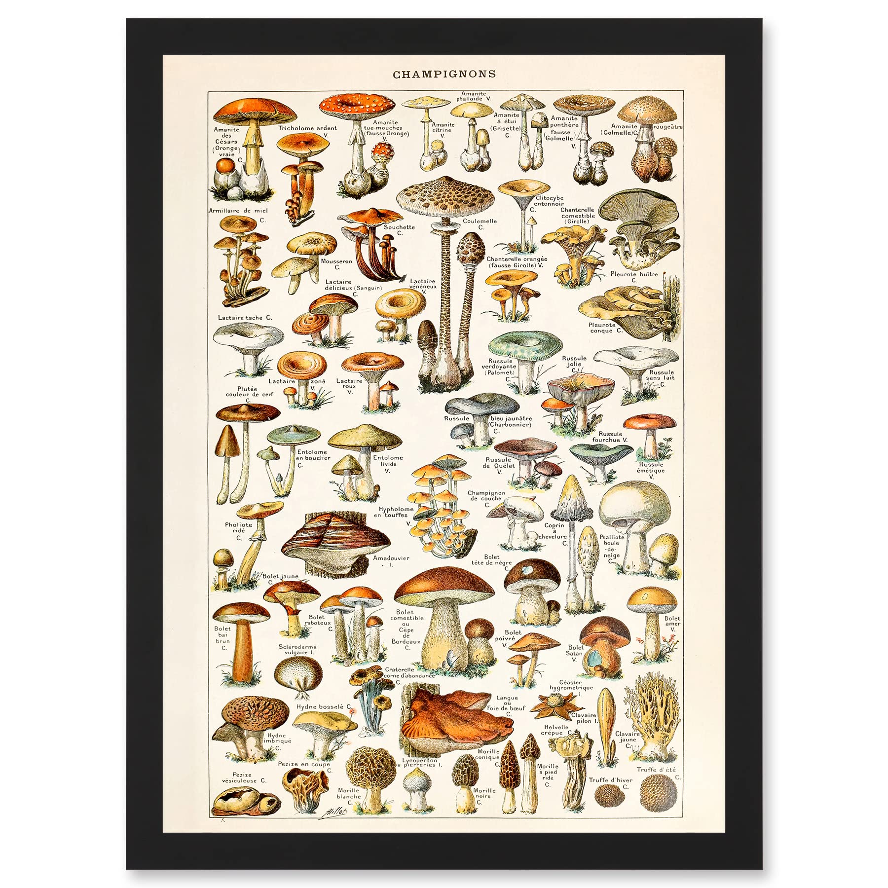 B&Q -  Mushrooms Fungus Champignons Wall Art PrintA4 Size