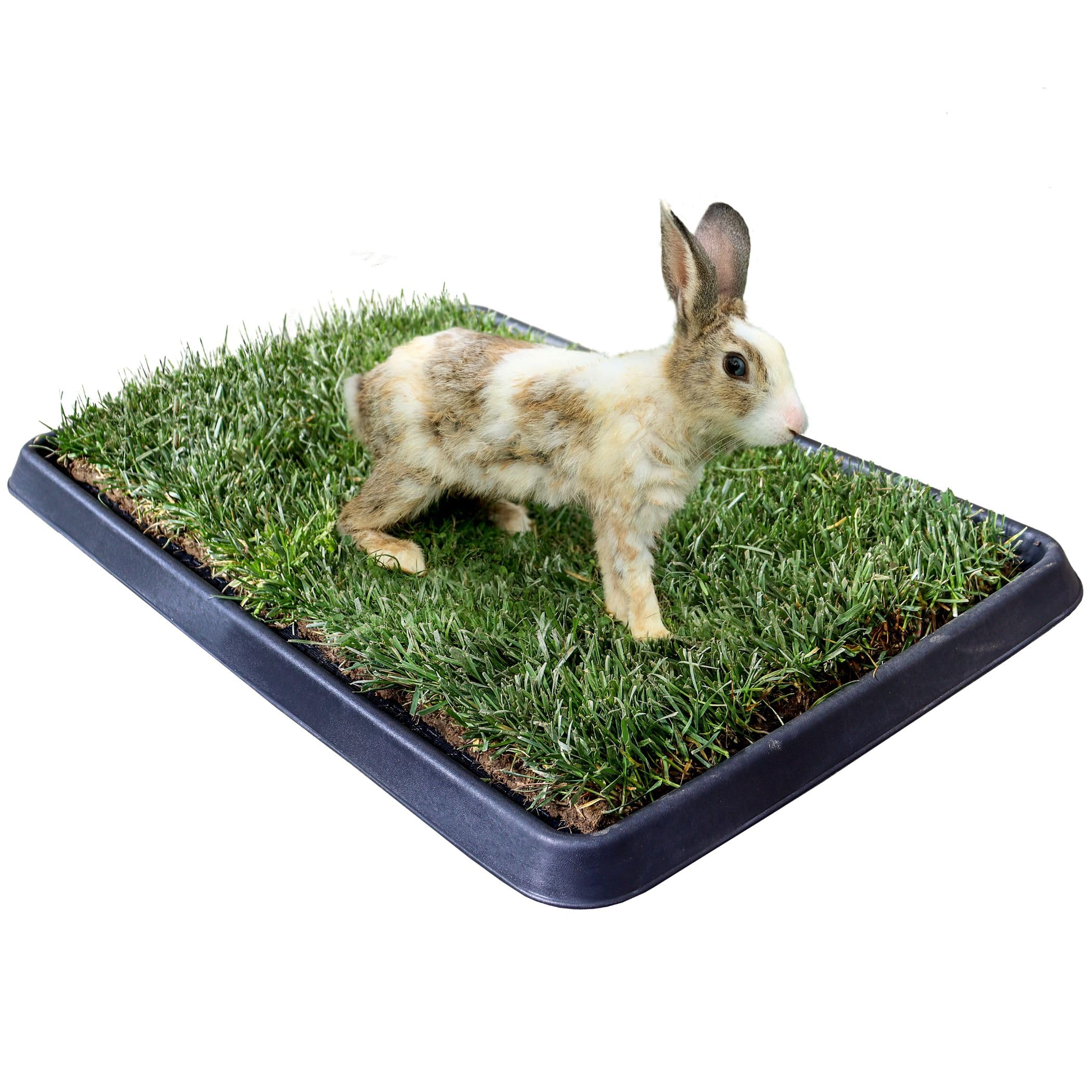 Kit S Conejos PetZolla 60x40 cm, Cama para Conejos de auténtico césped con Bandeja Reutilizable100% Natural, caseta para Conejo Fresco y cómodo, Dura más de 3 Meses