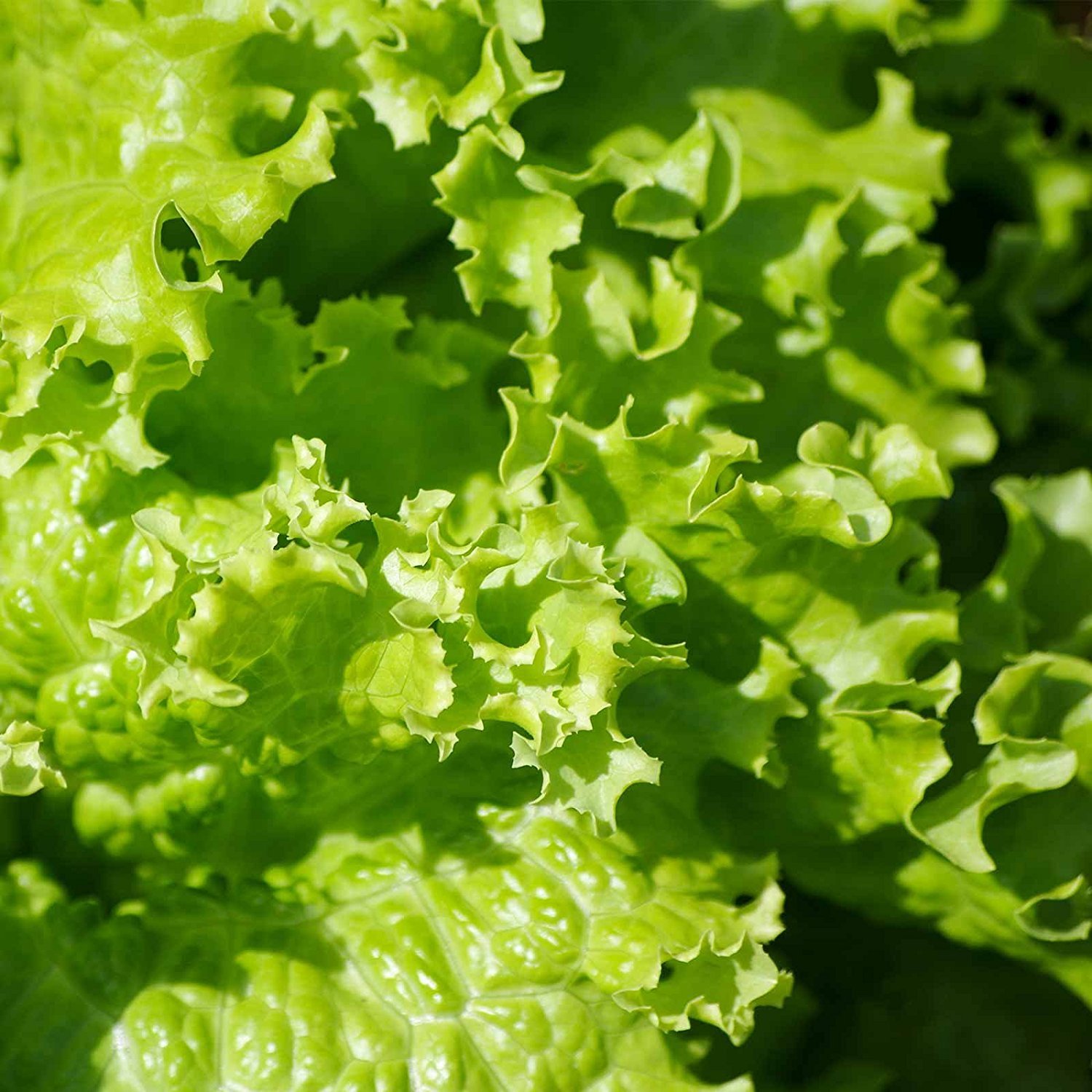 Mountain Valley Seed Company Grand Rapids Leaf Lettuce