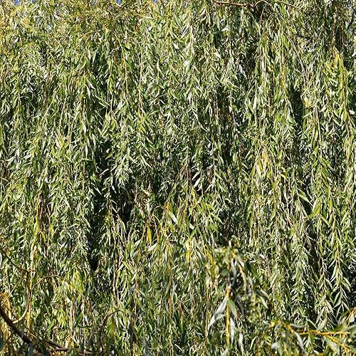 Miniatura 3 de Brighter Blooms - Árbol de sauce llorón, 6-7 pies - No hay envío a AZ