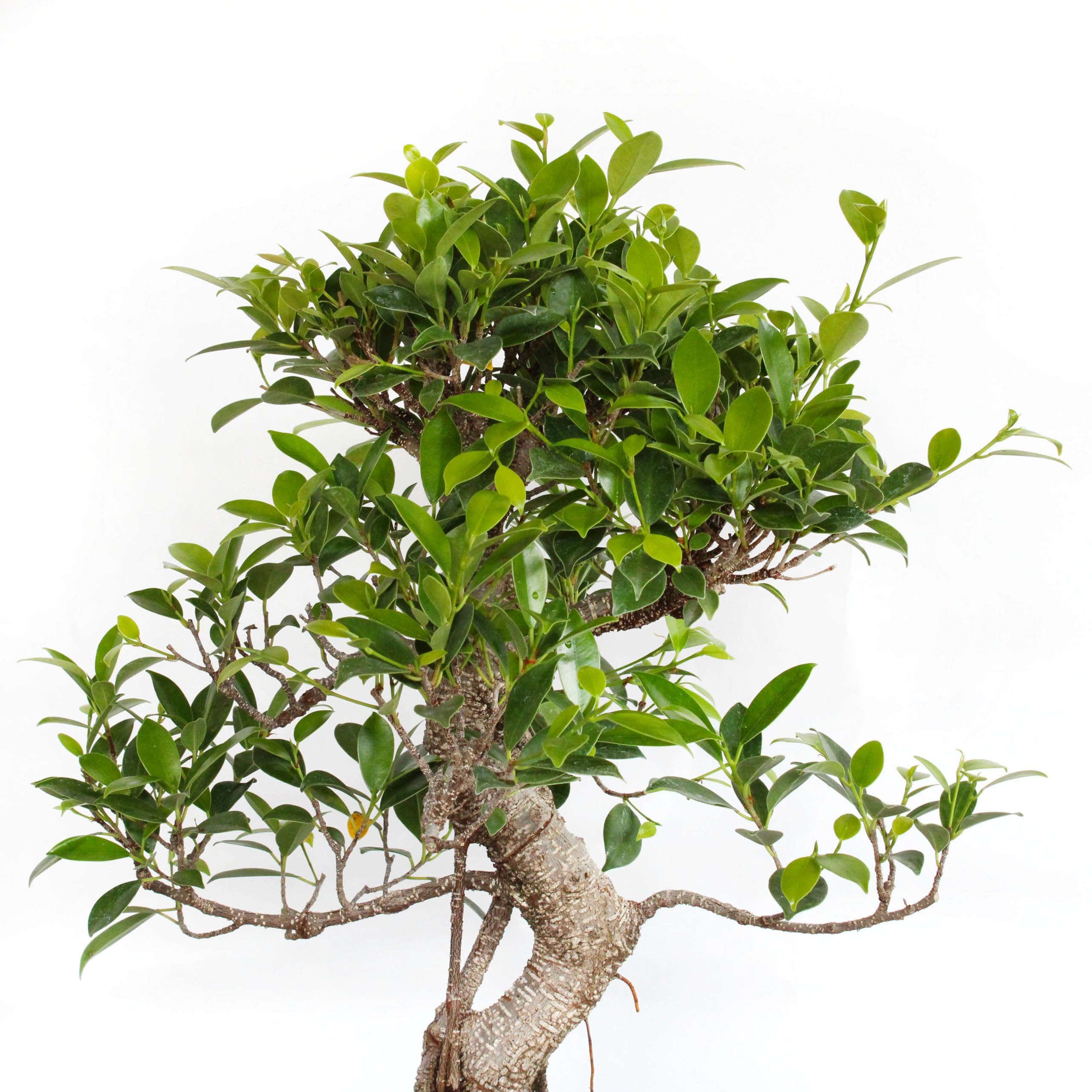 KENTIS - Bonsai Ficus Microcarpa - Piante Vere da Esterno - Vaso Artigianale in Ceramica - (Bonsai Ficus Retusa, Vaso in Ceramica 25 cm)