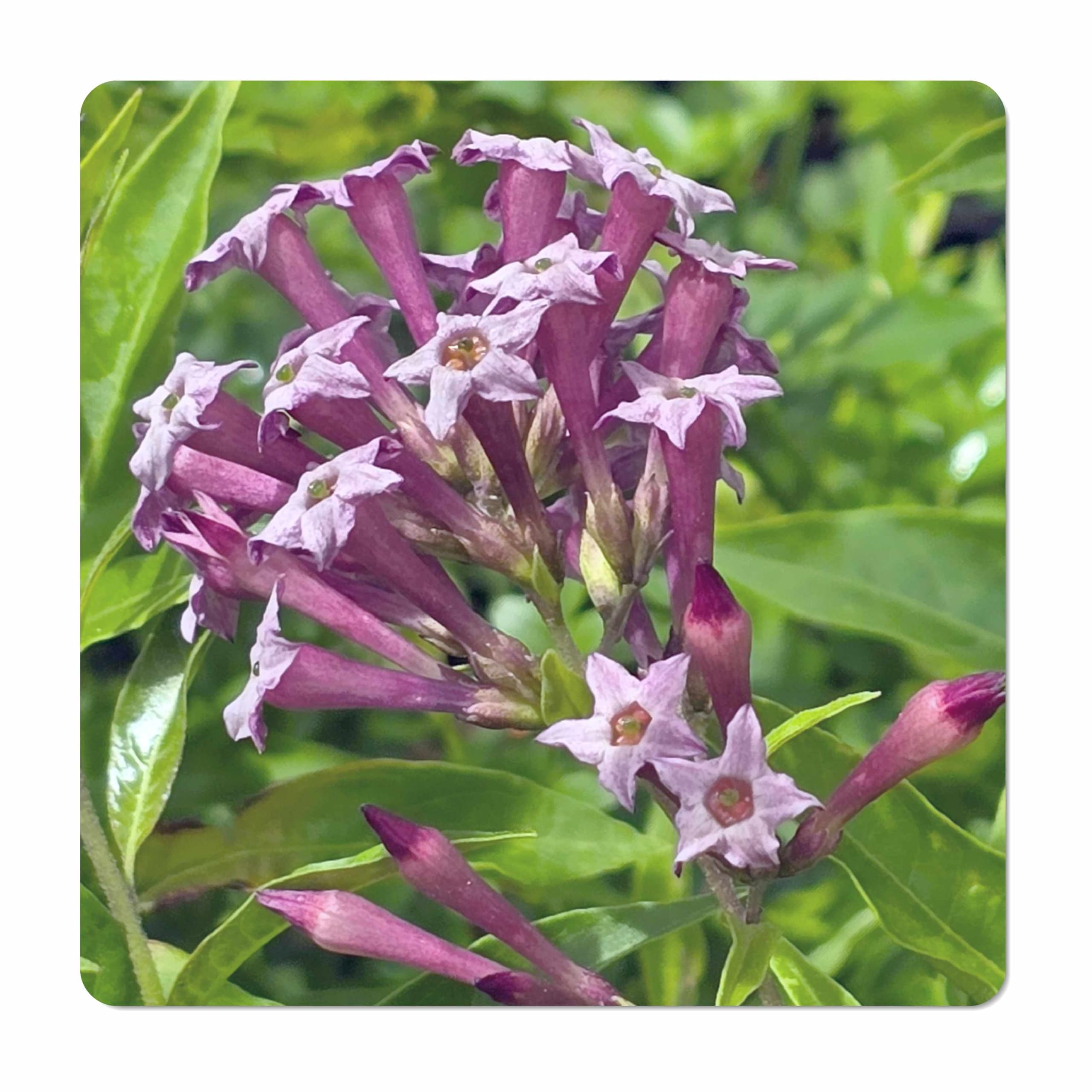 Purple Jessamine