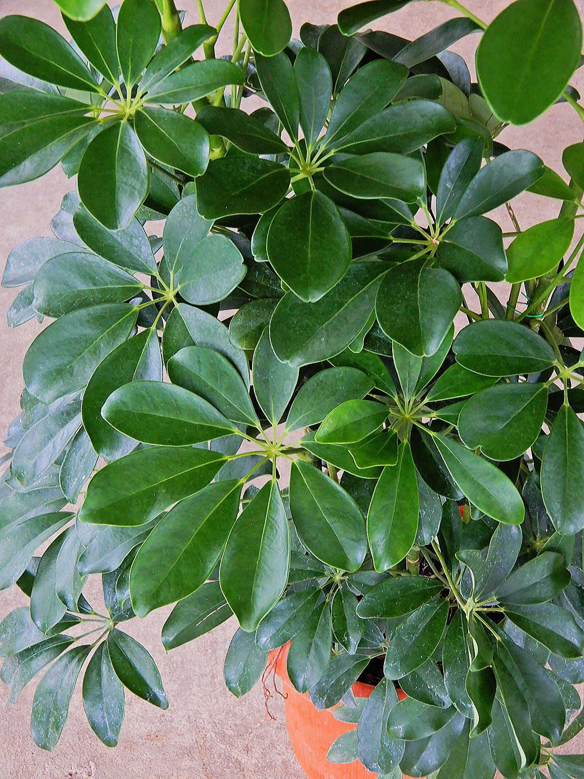 Amazon.co.jp: シェフレラ（ホンコンカポック）（7号）観葉植物