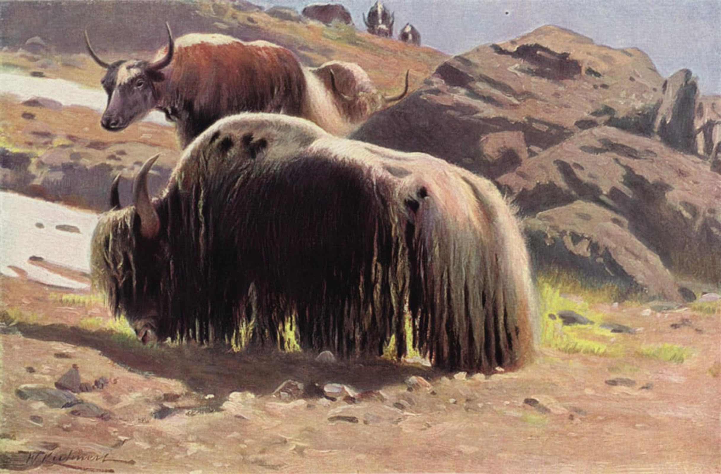 ARTXLXXBN Famous Painting Art Wall Decor Abstract Art Picture Domesticated Yak by After Wilhelm Kuhnert Animal Pictures for Home Decor 60x90cm