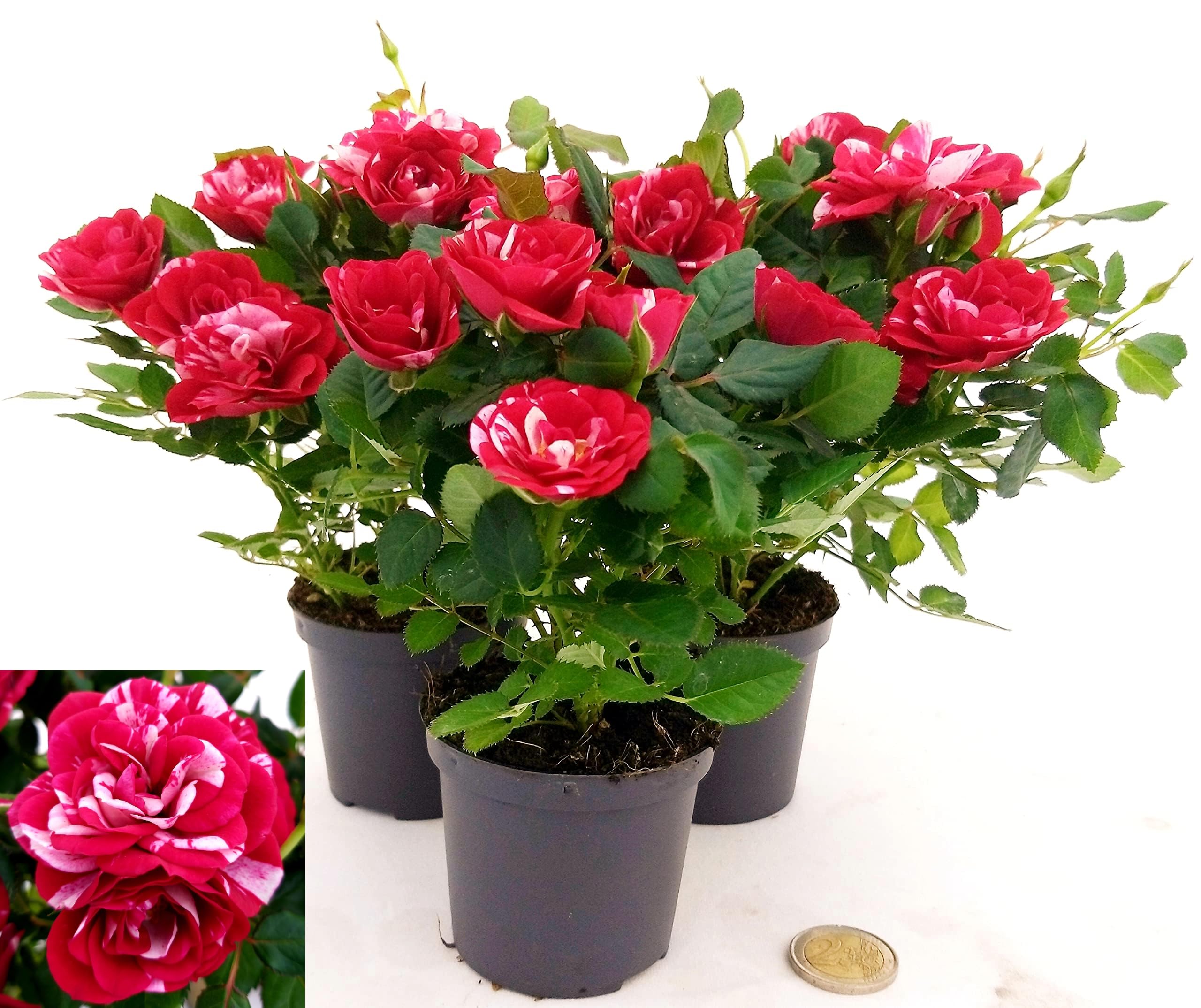 POWERS TO FLOWERS - ROSA DA GIARDINO NANA RAMPICANTE e RIFIORENTE, ROSA ROSSA BICOLORE, 3 PIANTE, VASO 8CM, Piante Vere