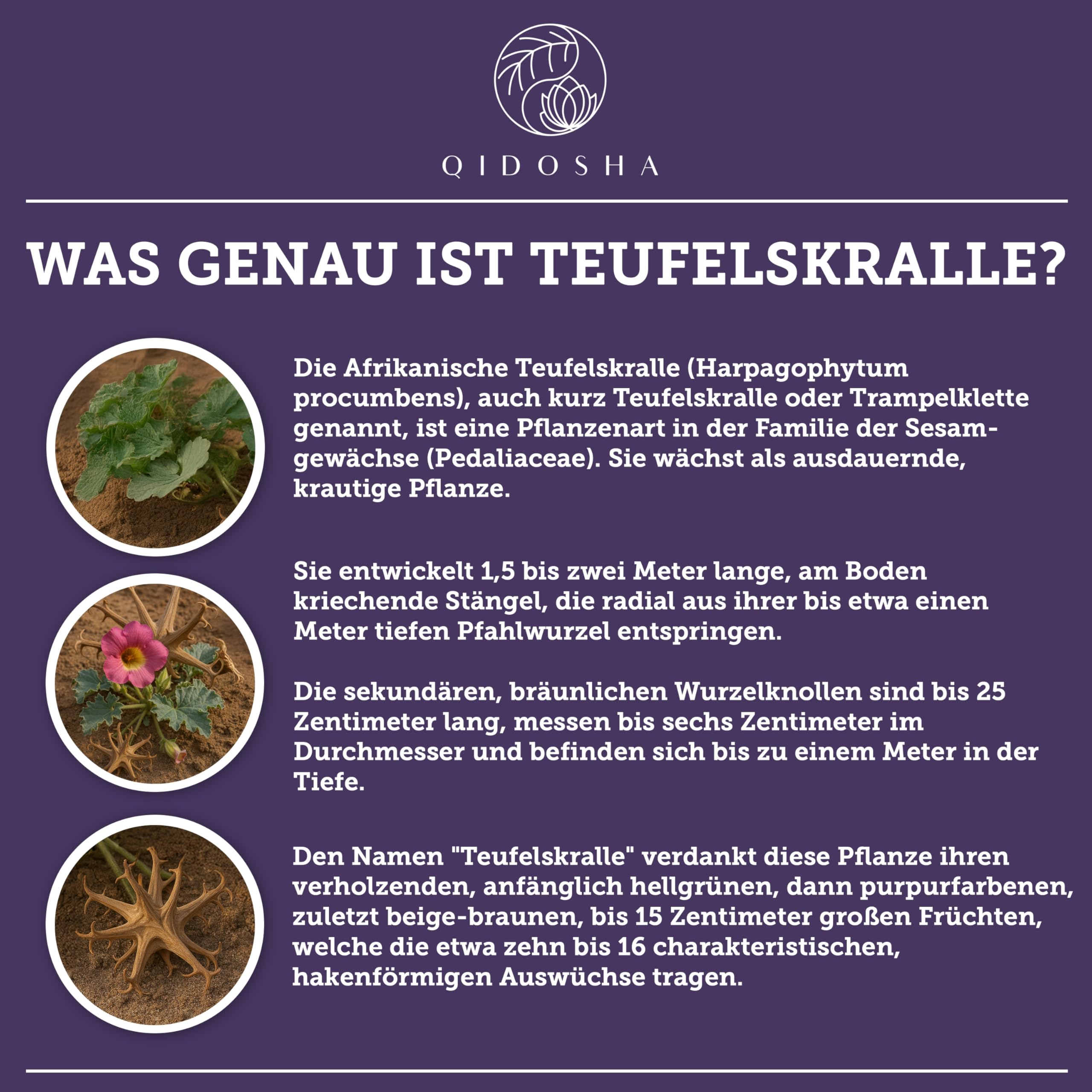QIDOSHA® Bio Teufelskralle Extrakt Kapseln, 120 Kapseln im Apothekerglas, Rohmaterial in Bio-Qualität aus Südafrika, deutsche Fertigung, jede Charge laborgeprüft