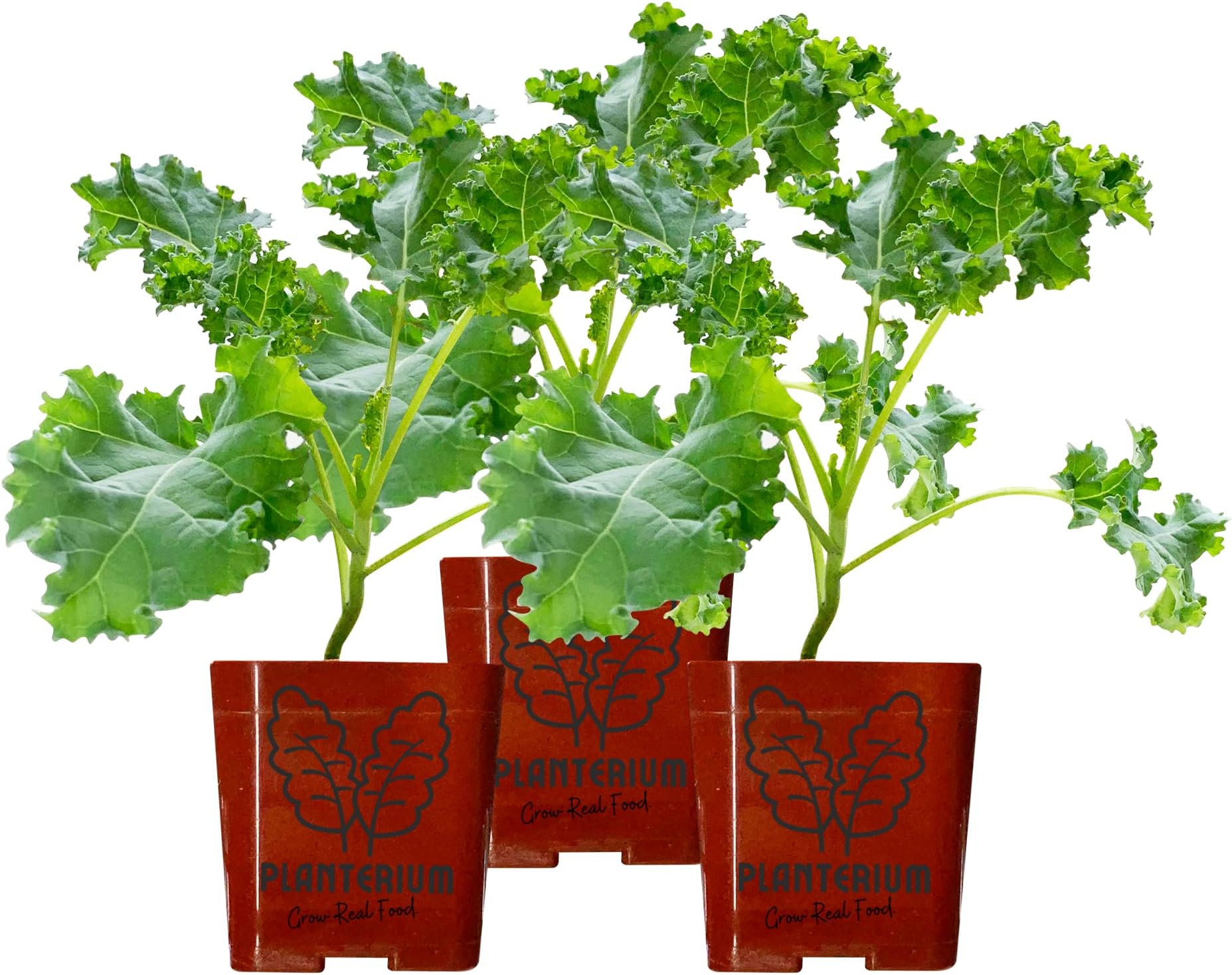 Planterium's Blue Curled Vates Live Kale Plants | 3 Pack | 5" - 10" Tall