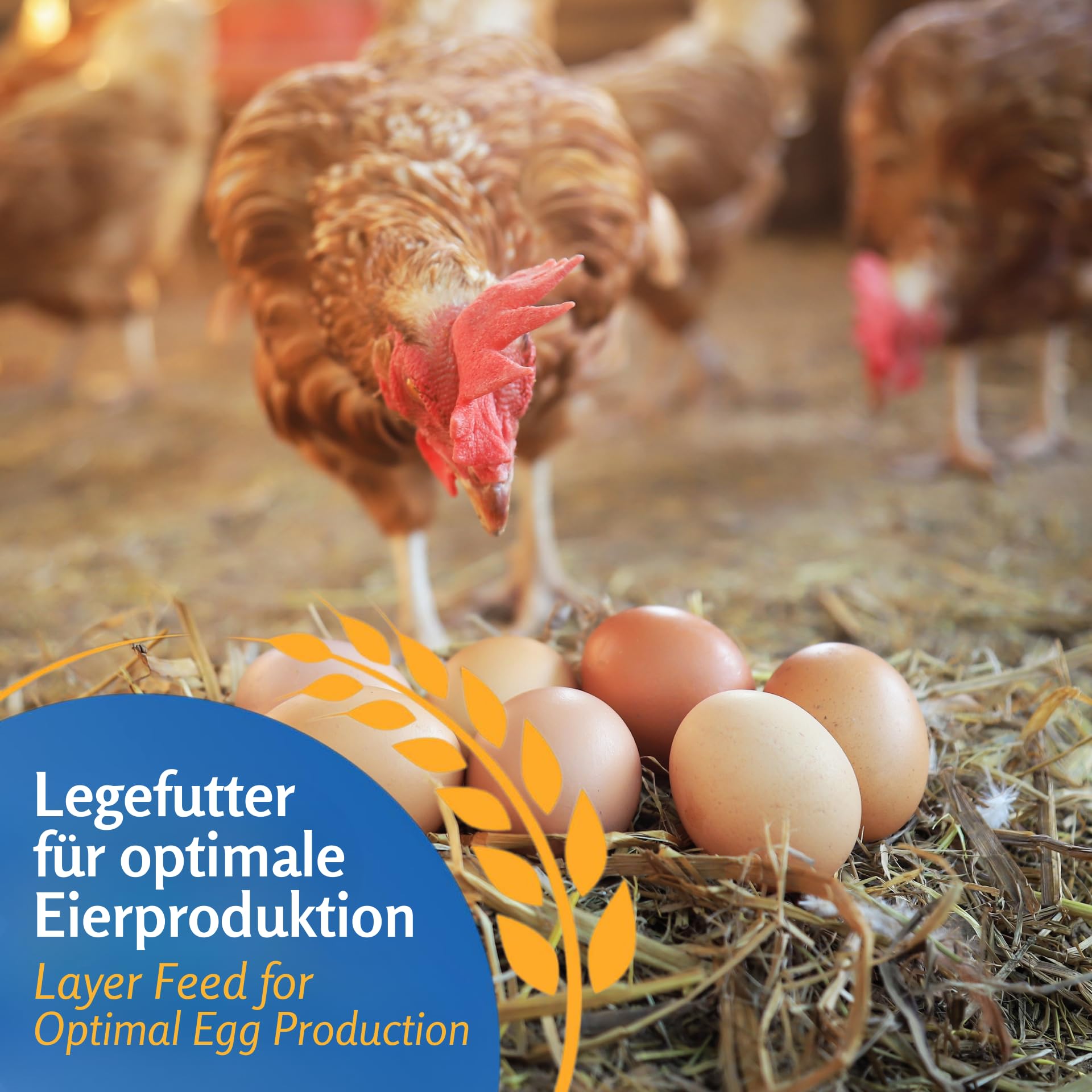 Leimüller Mangime galline ovaiole 25kg - Classico spezzettato, Alta digeribilità, Aumenta produzione uova - Certificato AMA - Ingredienti naturali - becchime