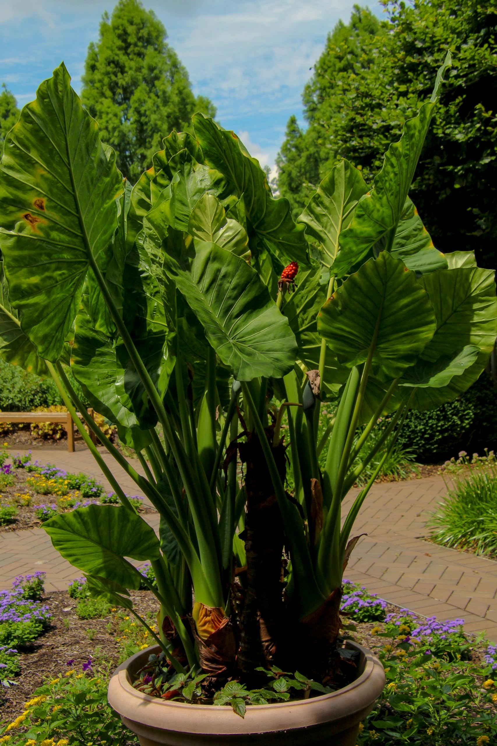 Maan Kochu Live Plant (Healthy Nursery Plant, Giant Leaves & Tropical Landscape Appeal) – Ideal for Outdoor Gardens and Balcony Displays (1 Healthy Medium Size Live Plant)-image-3