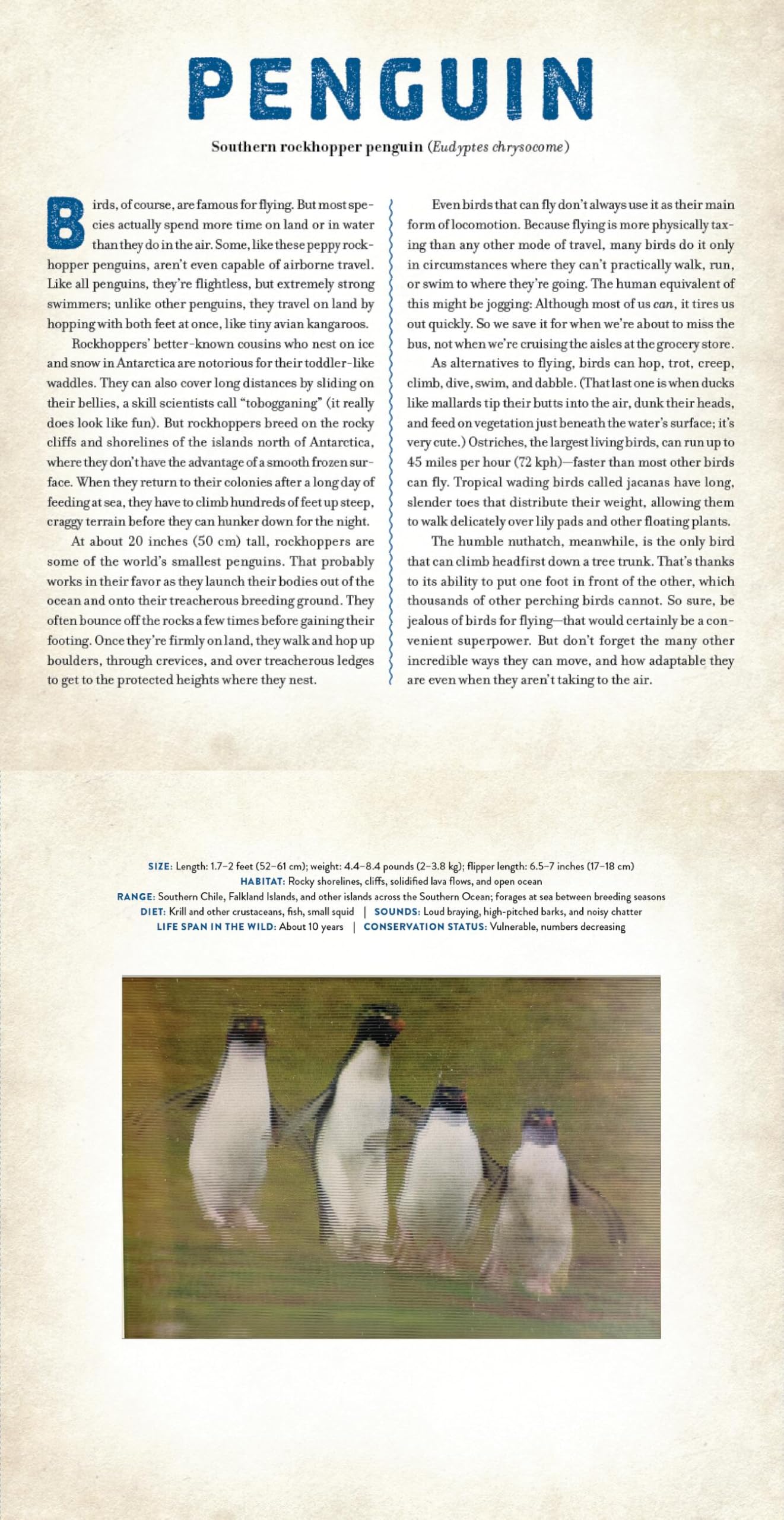 Birds: A Photicular Book
