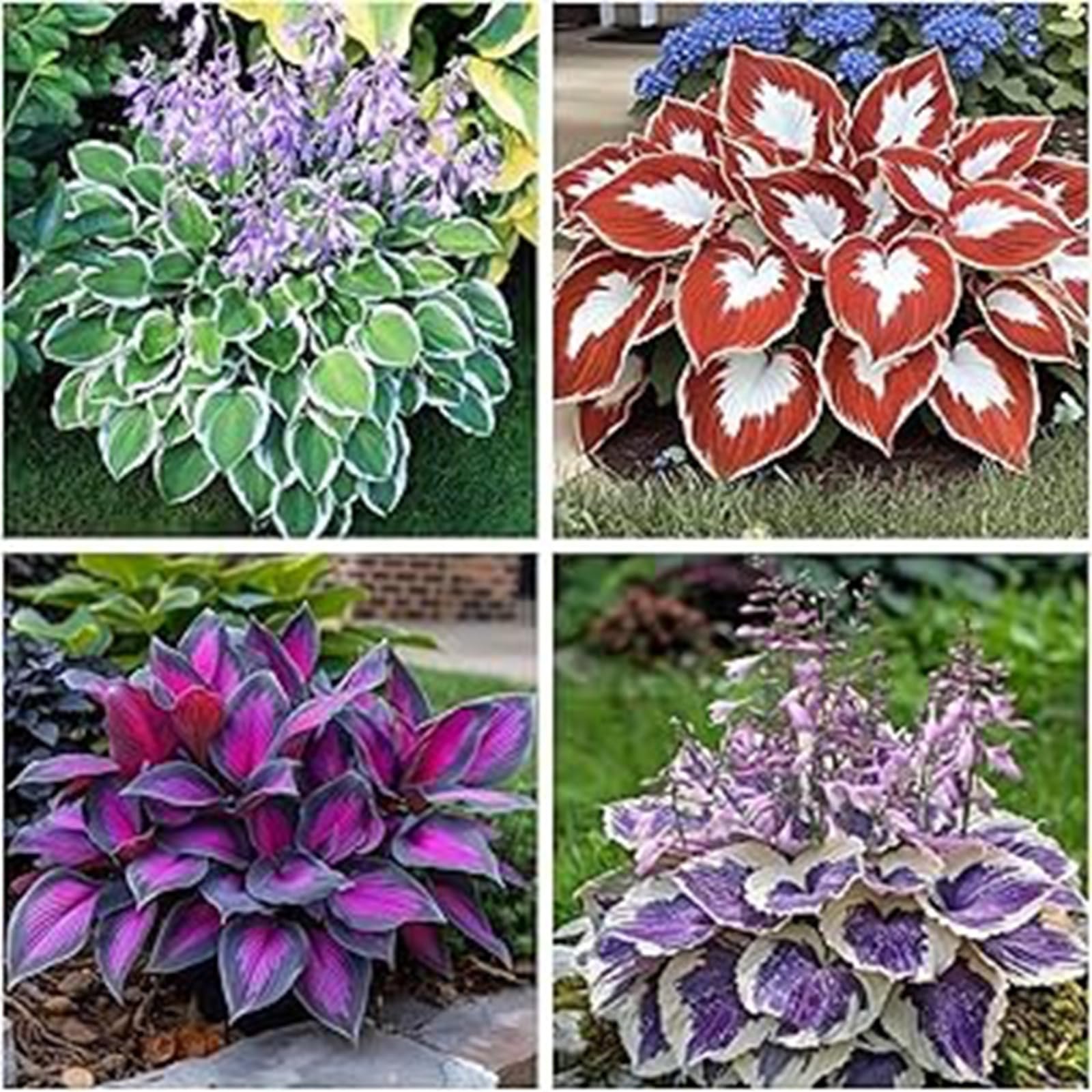 Brilliant Rare Mixed Hosta, Perennials, Hardy Shade Tolerant, Use for Ground Cover & Pots, Create Cool Shaded Gardens, Excellent Display-4 Bulbs-C