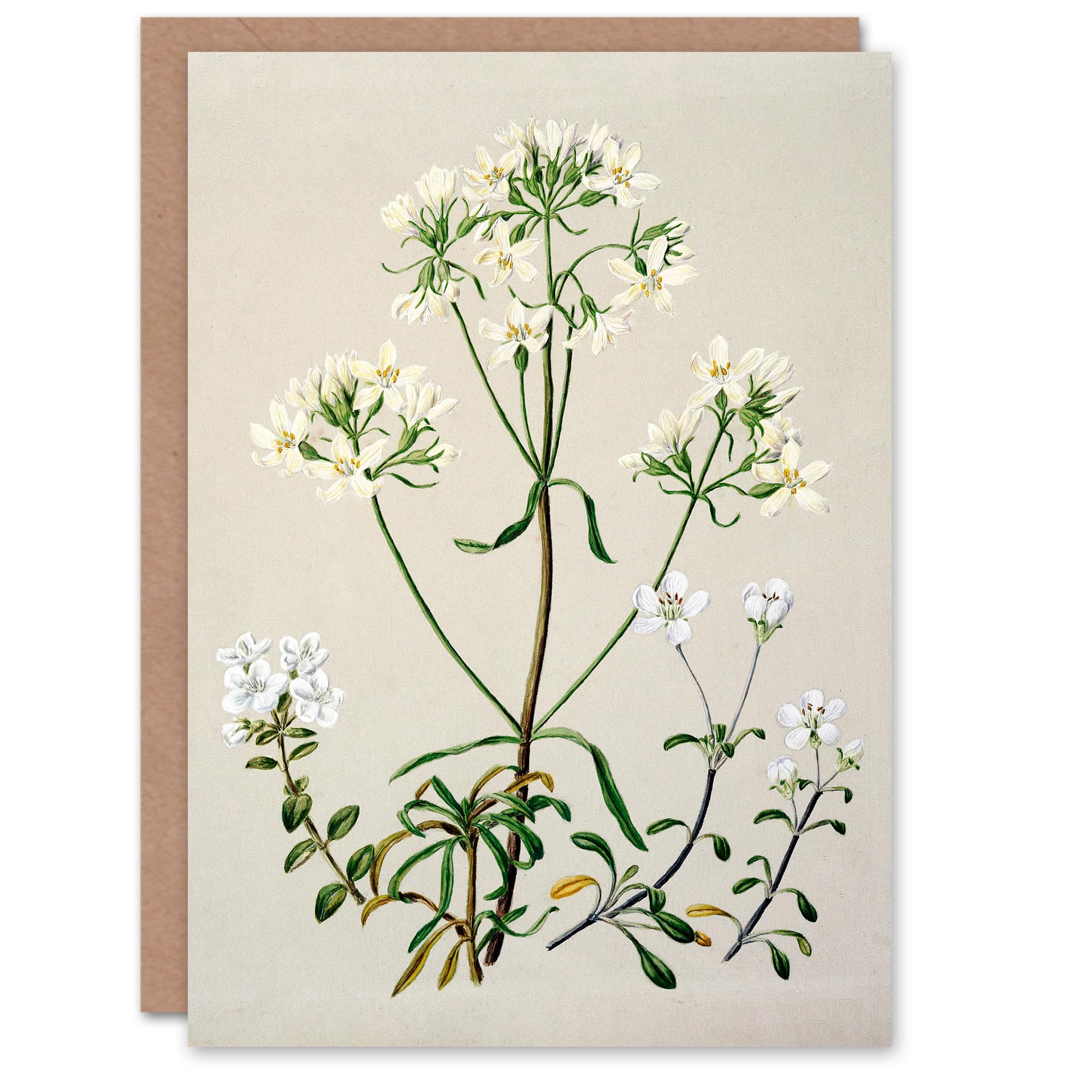Artery8 Sarah Featon Art Card New Zealand White Gentiana Flowers