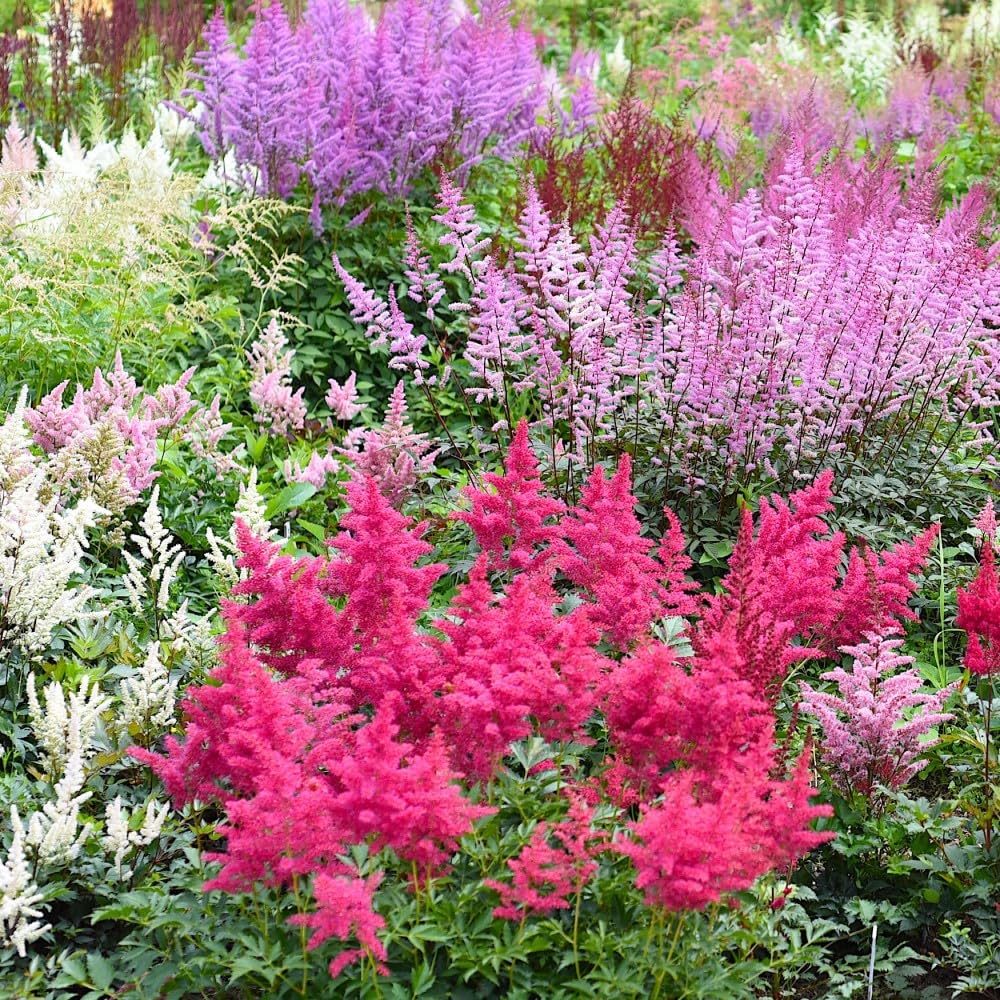 Giant Plume Assorted Astilbe Flowers
