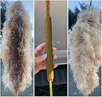 Vista 2 de 15000 semillas de espadaña Typha Latifolia - Cola de gato común - Cultivado en ILINOIS de EE. UU
