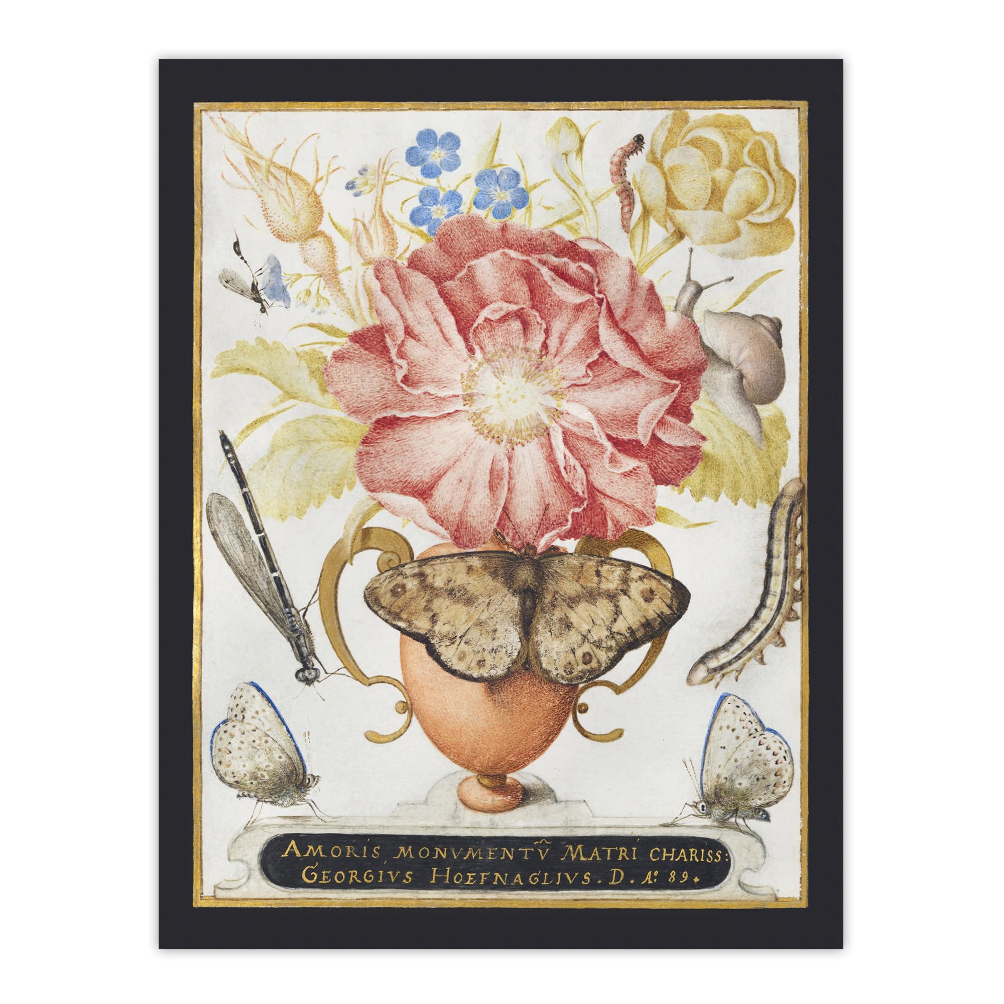 Artery8 Flowers Snail Insects And Butterflies Hoefnagel Wall Art Poster Print 12X16" Size 12