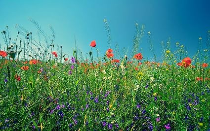 Yellow Alley Nature Wall Sticker Poster|Valley Poster| Decorative Wall Sticker|Decorative Poster|Poster for School, College, Hostel|Decorative Poster|Self Adhesive Wall Poster