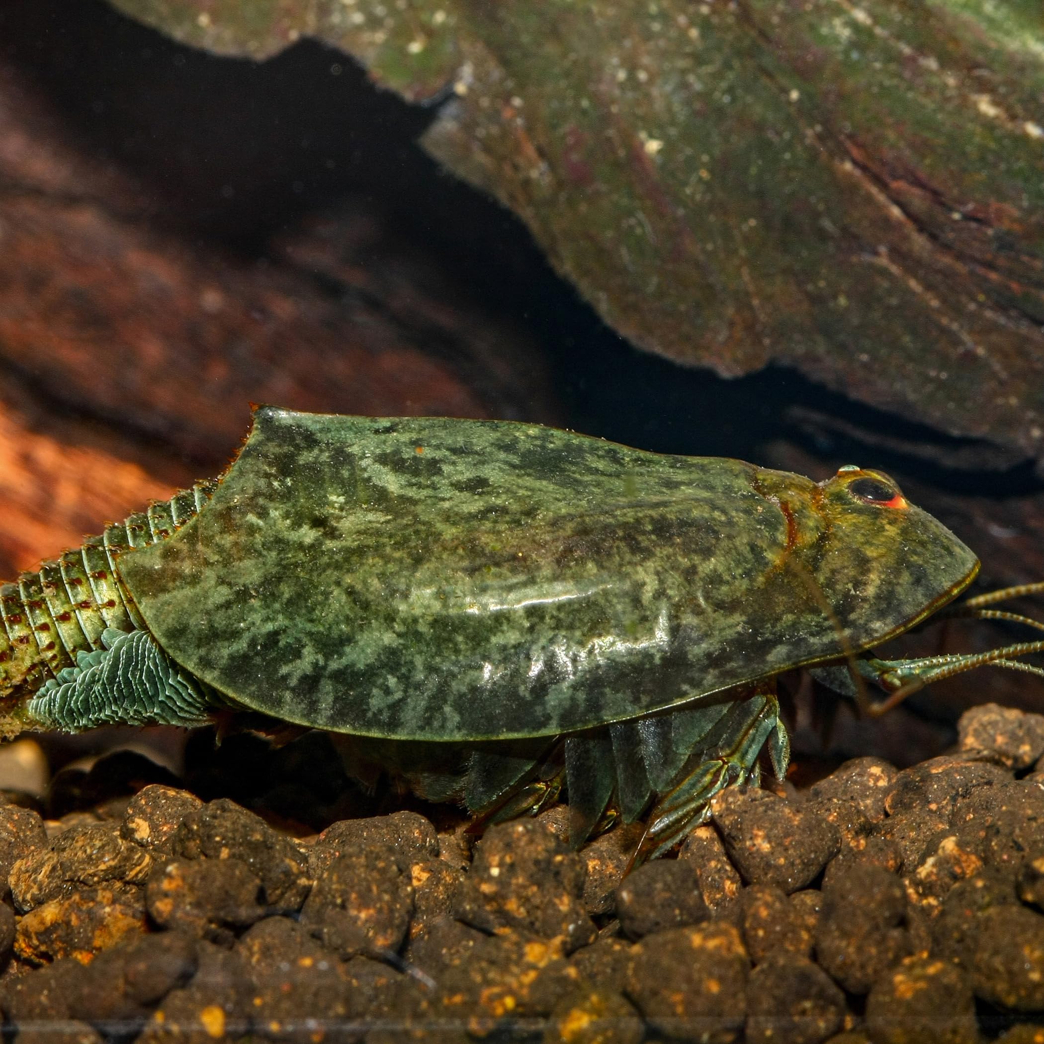 Triops Cancriformis Zuchtset - Urzeitkrebse Aus Deutschland