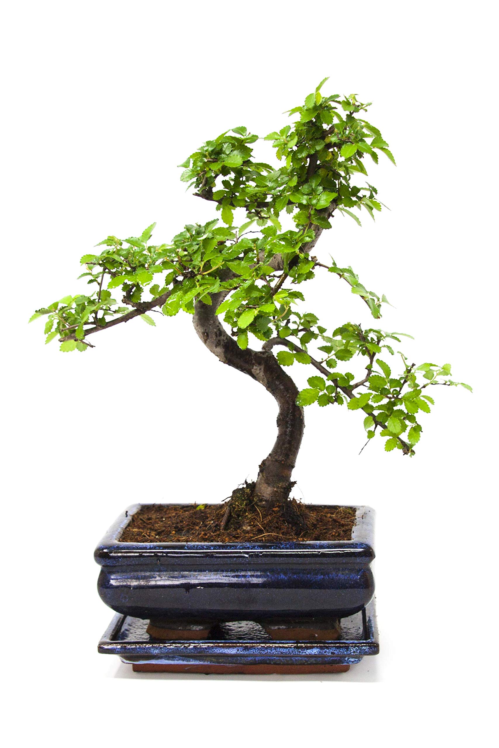 Chinese Elm Bonsai Tree - You Choose - 7yr Chinese Elm