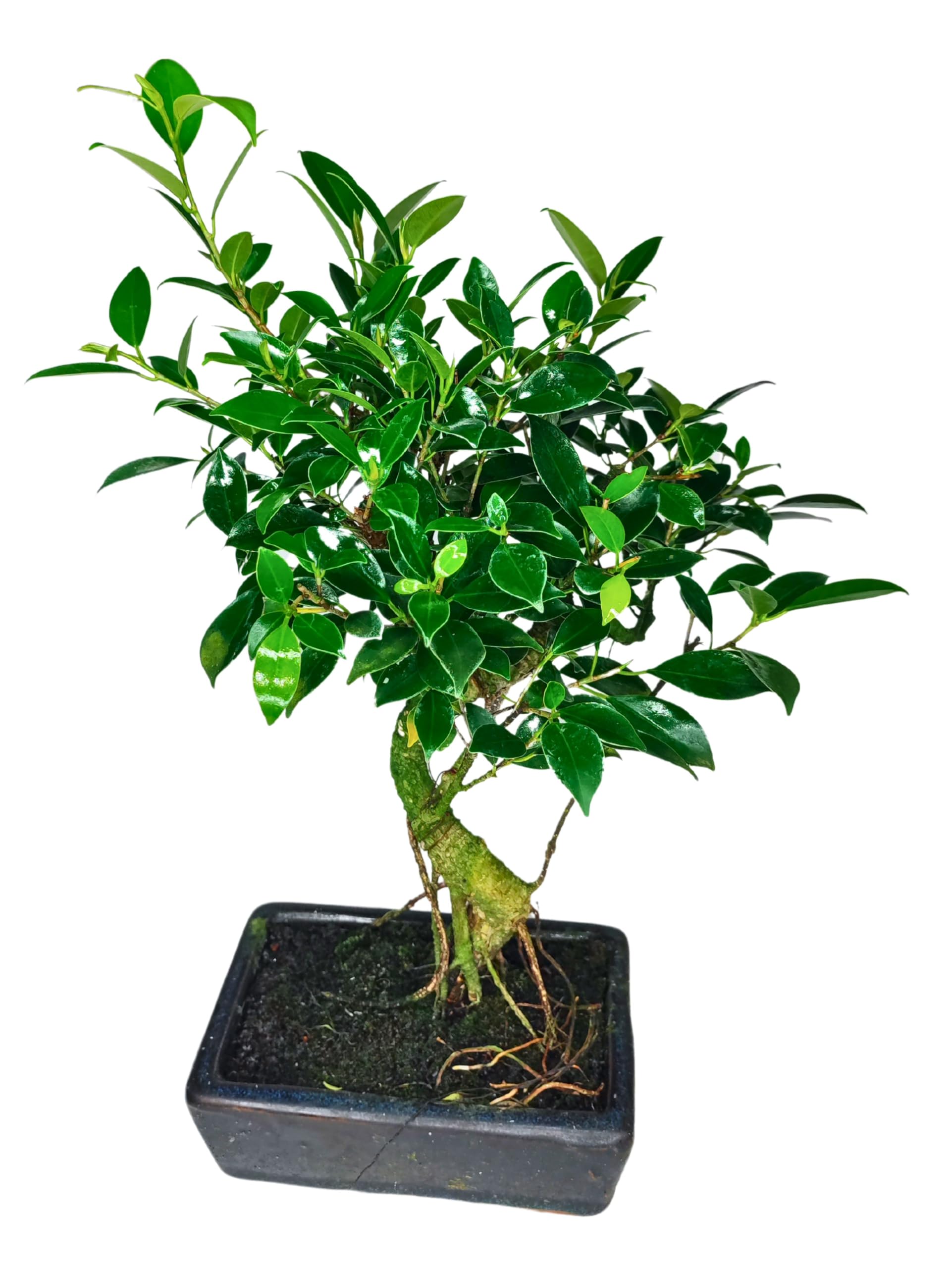 I GIARDINI DI GIULIA - Bonsai Ficus Retusa S-Shape | Tronco Scultoreo e Foglie Lucide | Resistenza e Bassa Manutenzione | Pianta Vera da Interno, Tronco Marrone Foglie Verdi, 45 cm, Biologico