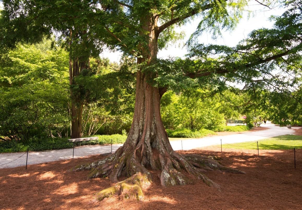 Live Plant - (3) - Dawn Redwood Tree - Metasequoia - Starter Plants - (3 Live Plants)