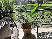 Review Image by randi 100 randi 100