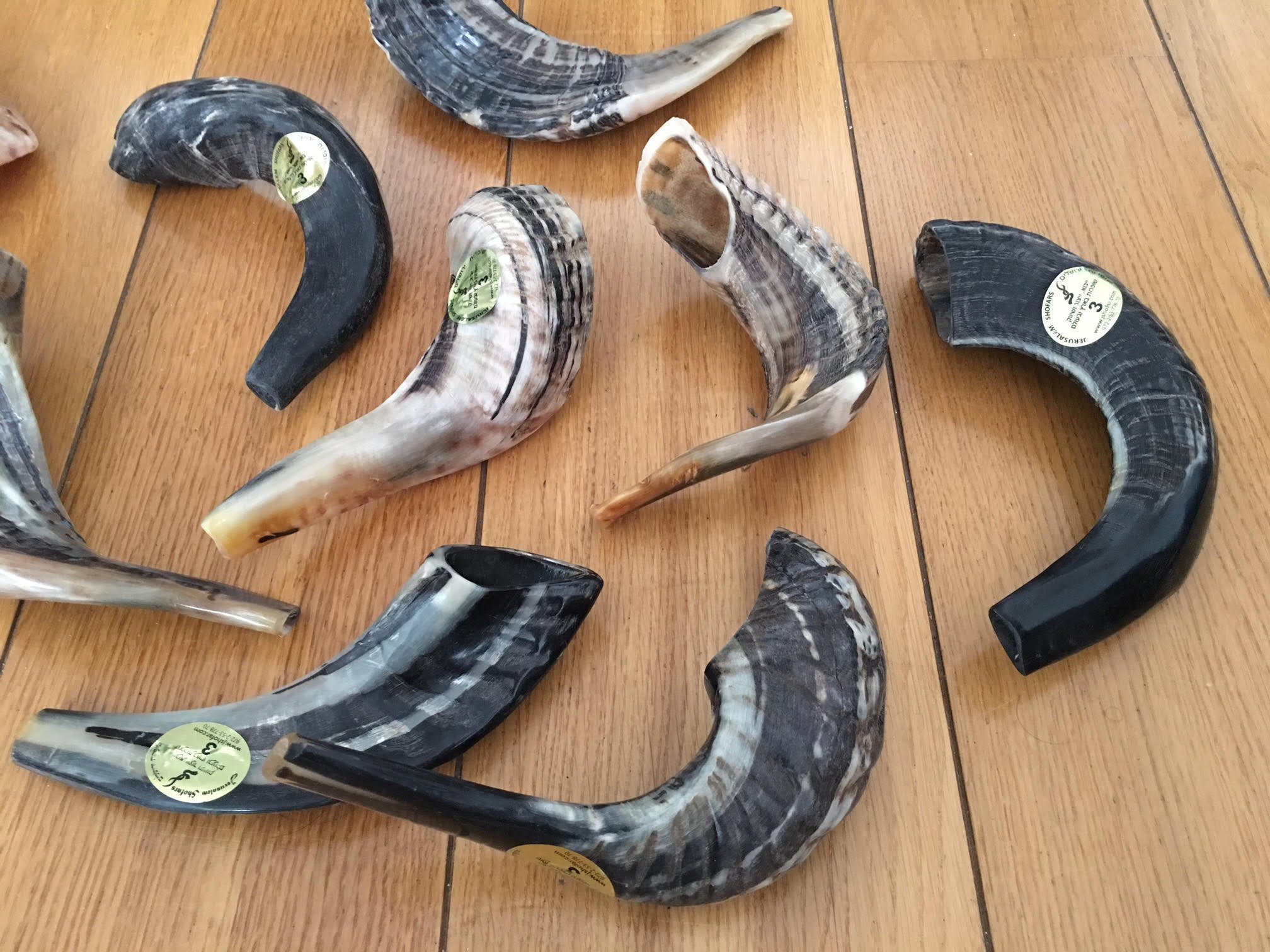 Natürlicher Wamenhorn-Schofar mit gebogener Oberseite und Rillen aus Israel