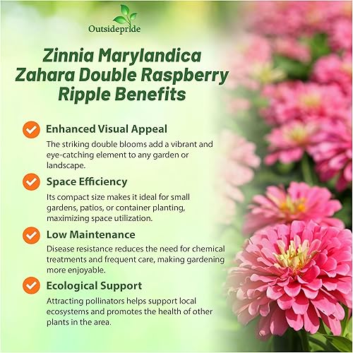 Miniatura 3 de Outsidepride - Zinnia, 100 semillas anuales, Marylandica Zahara Double Raspberry Ripple, flores para plantar, color frambuesa