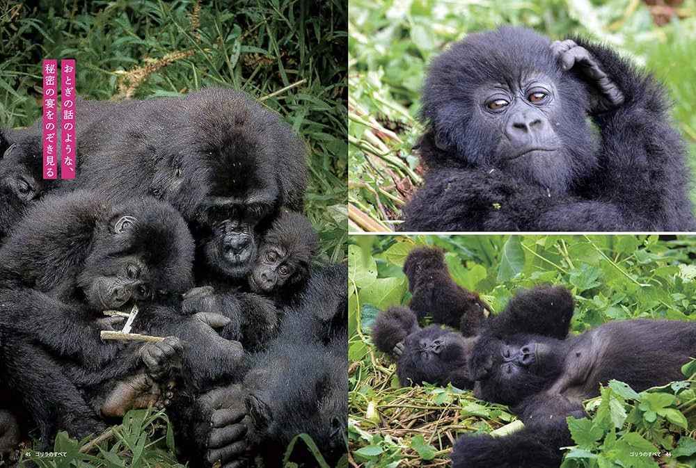 ゴリラ ドラマ 12345 セレクションVoL.1全巻コンプリート Amazon