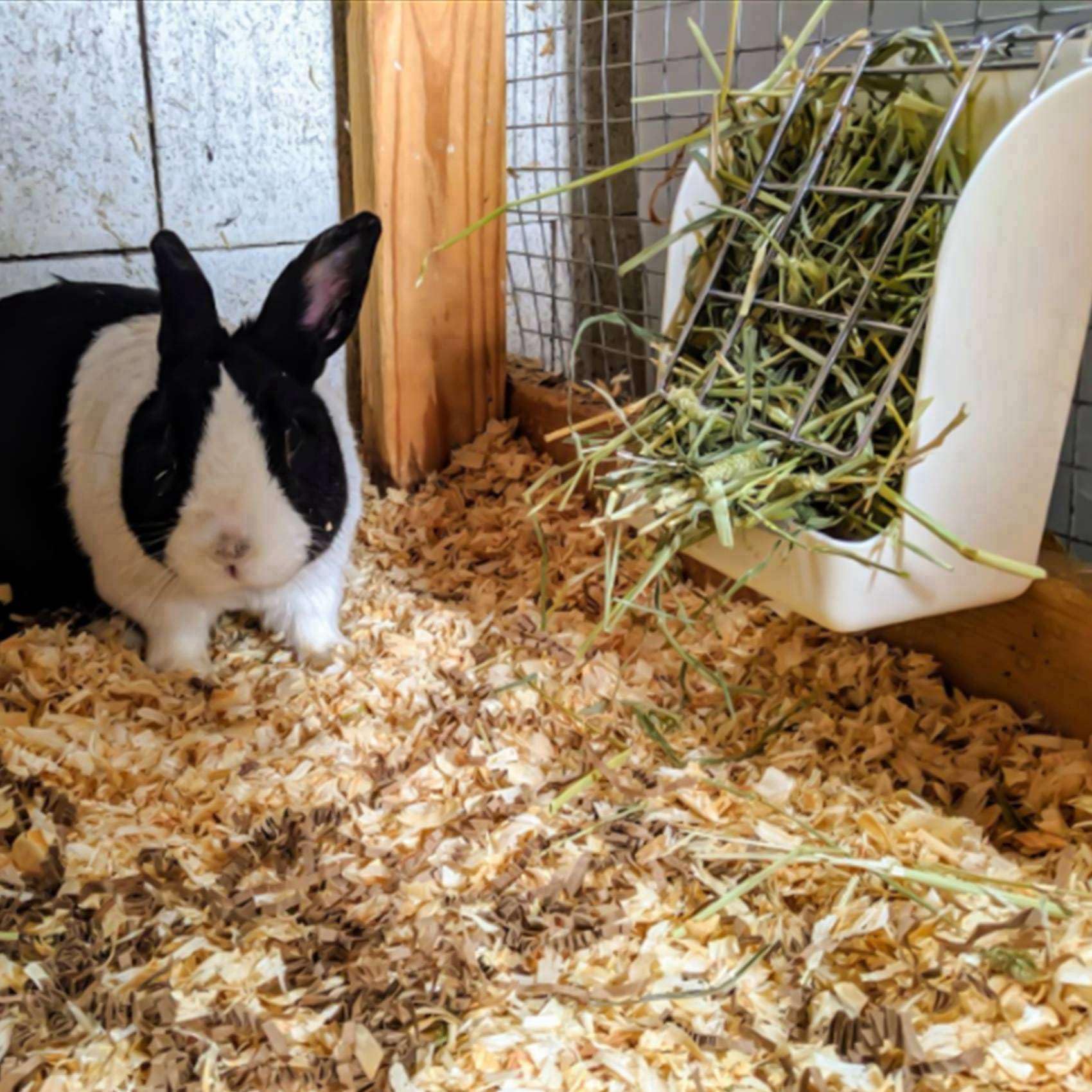 Lot de 5 cadres de foin pour lapins et cochons de Guinée - Support fixe - Pour petits animaux de compagnie