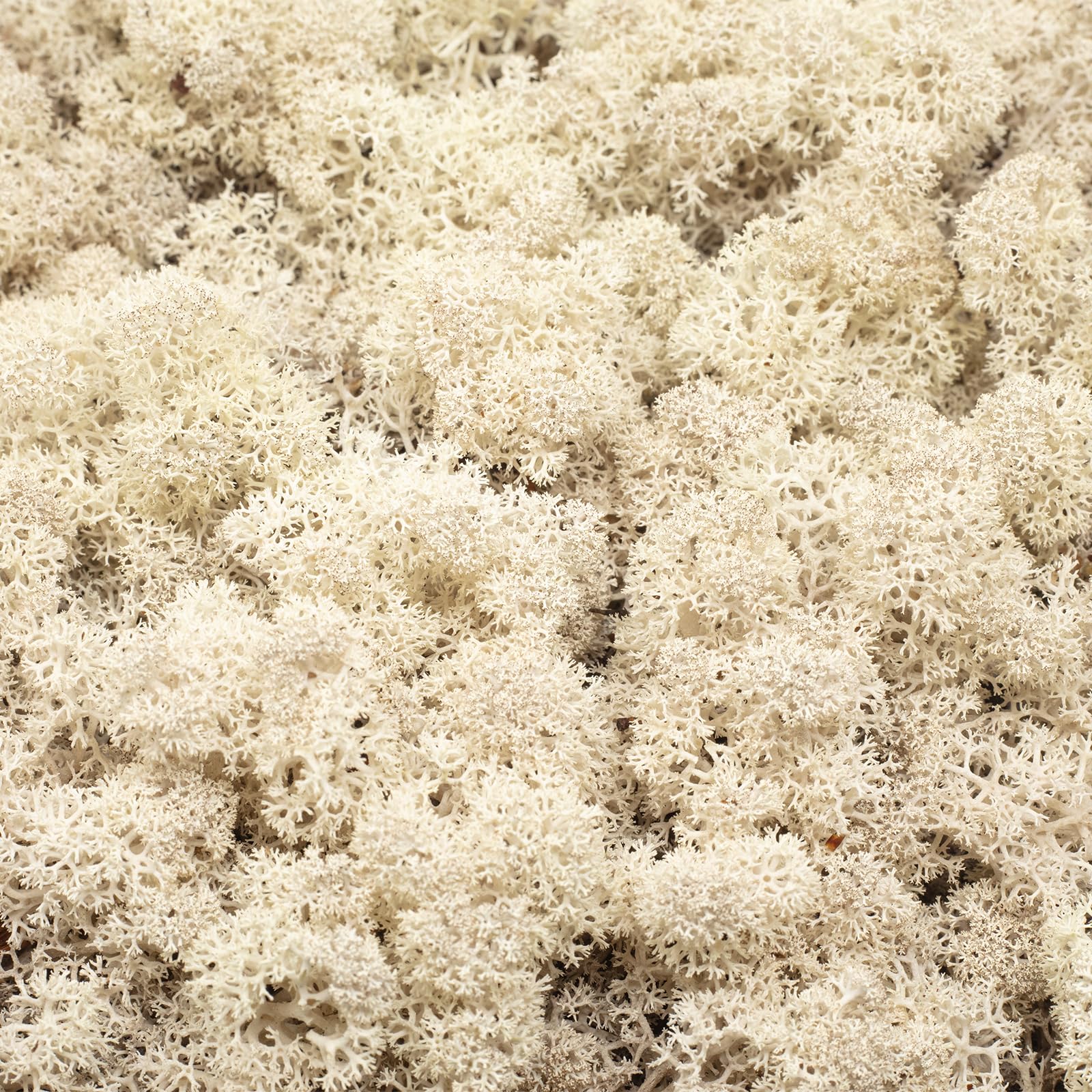 Cartone di muschio islandese naturale, 500 g
