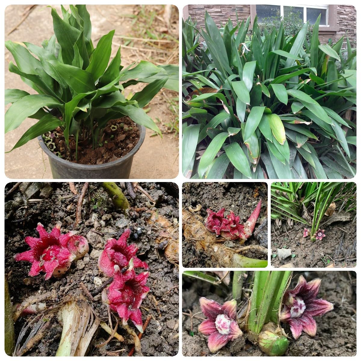 5 pcs schusterpalme zimmerpflanze samen, flowers, pflanzen, Aspidistra  elatior, bienenwiese saatgut mehrjhrig winterhart, pflanzensamen blten,  kruterbeet blumenwiese samen mehrjhrig, : Amazon.de: Garten