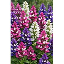 Salvia Horminum Mixed   Annual Clary Sage   Vibrant Pink, White & Purple Blooms   Easy to Grow Garden Flowers 200 Seeds
