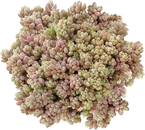 Sedum dasyphyllum menor corso Stonecrop (4 pulgadas)