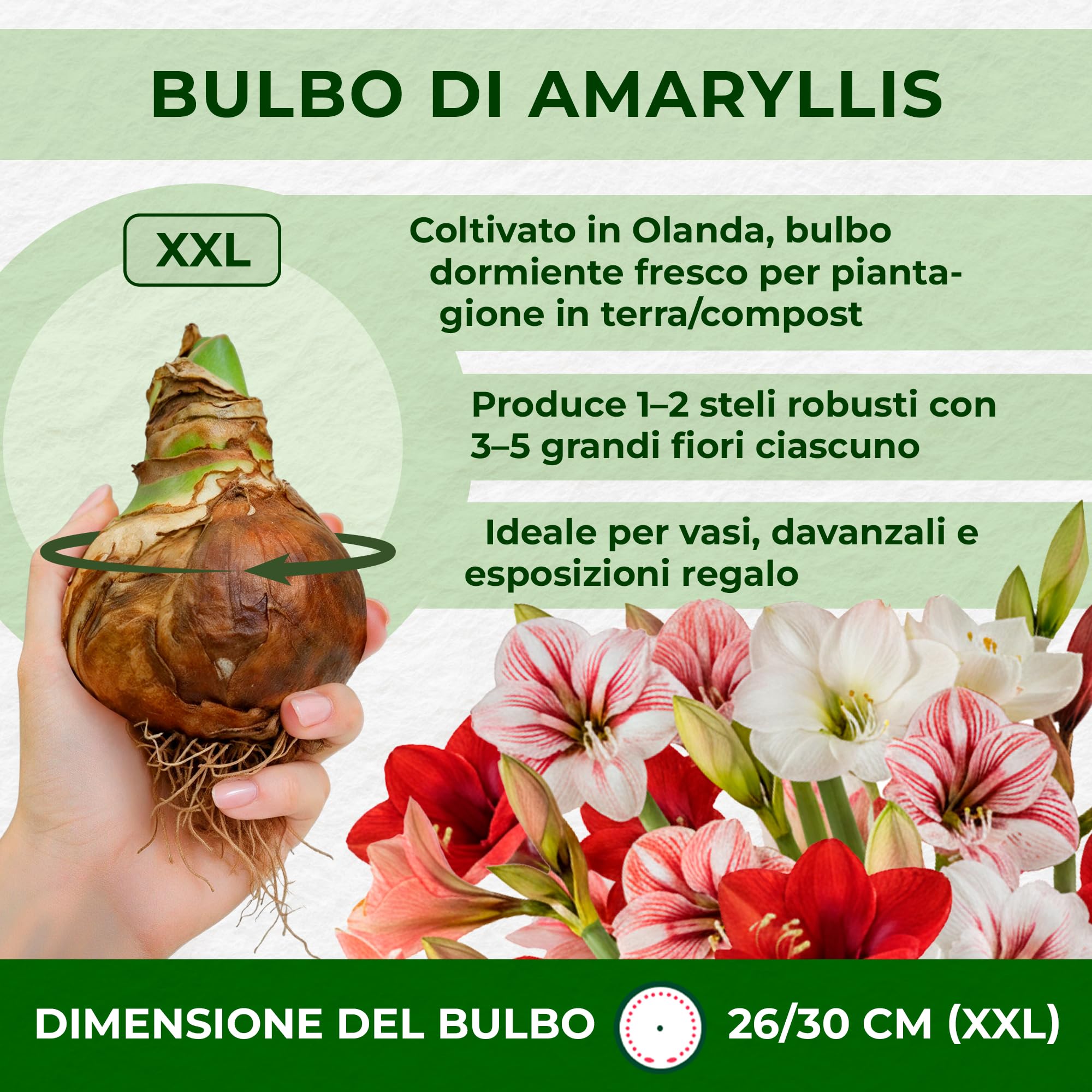 Bulbi di Amaryllis Collezione Economico - 3 Bulbi Fiori in grande formato 26/28 - Piante e Fiori Esclusivi dall'Olanda - Autentici Hippeastrum (non semi, senza cera e non artificiali)