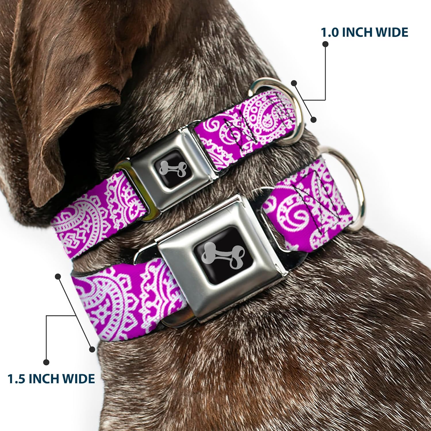 Dog Collar Seatbelt Buckle Bandana Skulls Purple White 11 to 17 Inches 1.0 Inch Wide