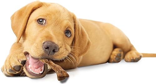 Miniatura 11 de Nylabone Healthy Edibles WILD - Golosinas masticables naturales de larga duración con sabor a pavo para perros, pequeñosregulares (4 unidades)