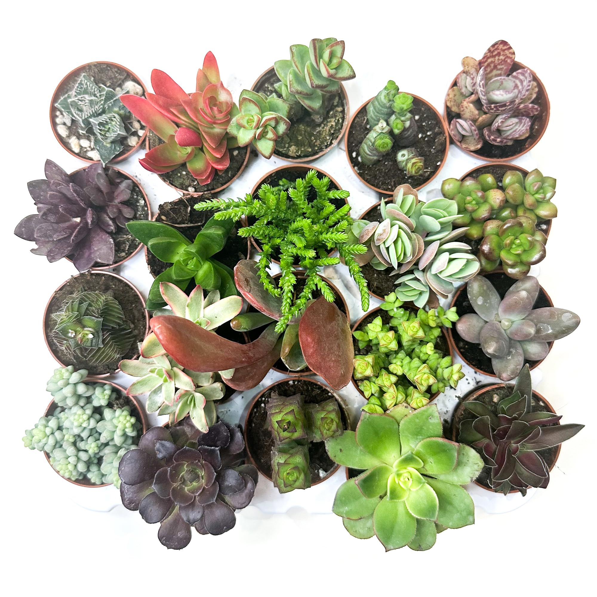 Box 20 Piante Grasse e Succulente Senza Spine, Vaso Ø 5.5cm, Piante da Interno Assortite, Decorative e Facili da Curare