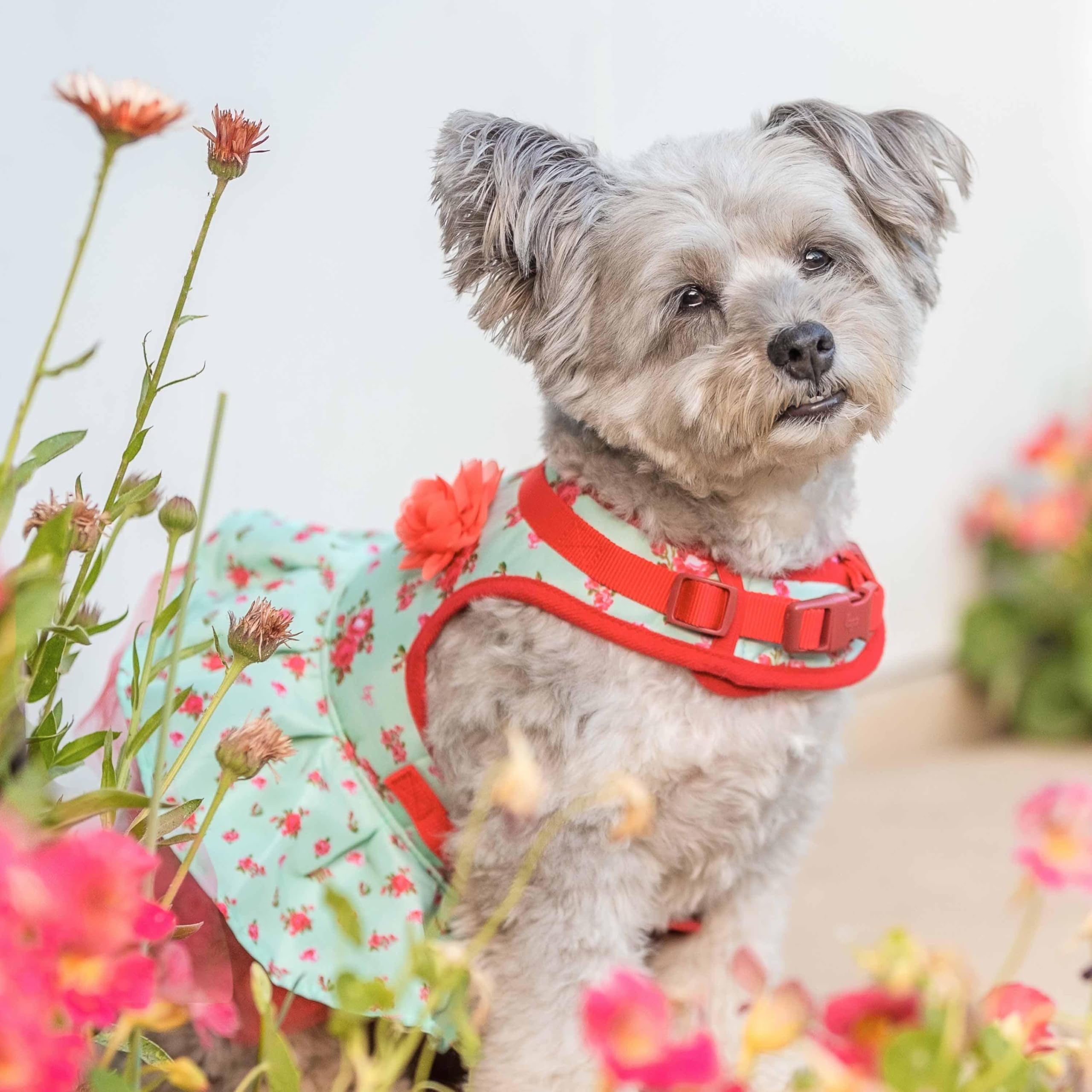 Amazon.com : Blueberry Pet Soft & Comfy Spring Scent Inspired Floral No  Pull Mesh Puppy Dog Costume Harness Dress, Turquoise, Chest Girth 14"-16",  X-Small, Adjustable Harnesses for Dogs : Pet Supplies