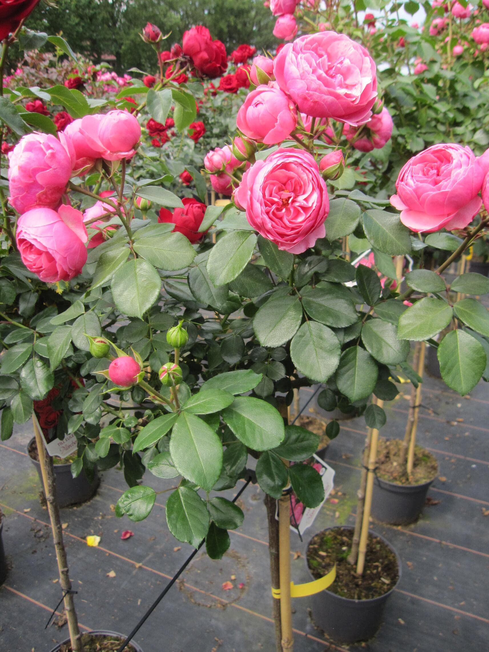 Stammrose Pomponella - ADR-Rose - Nostalgie-Rose - Kordes-Rose - Märchenrose