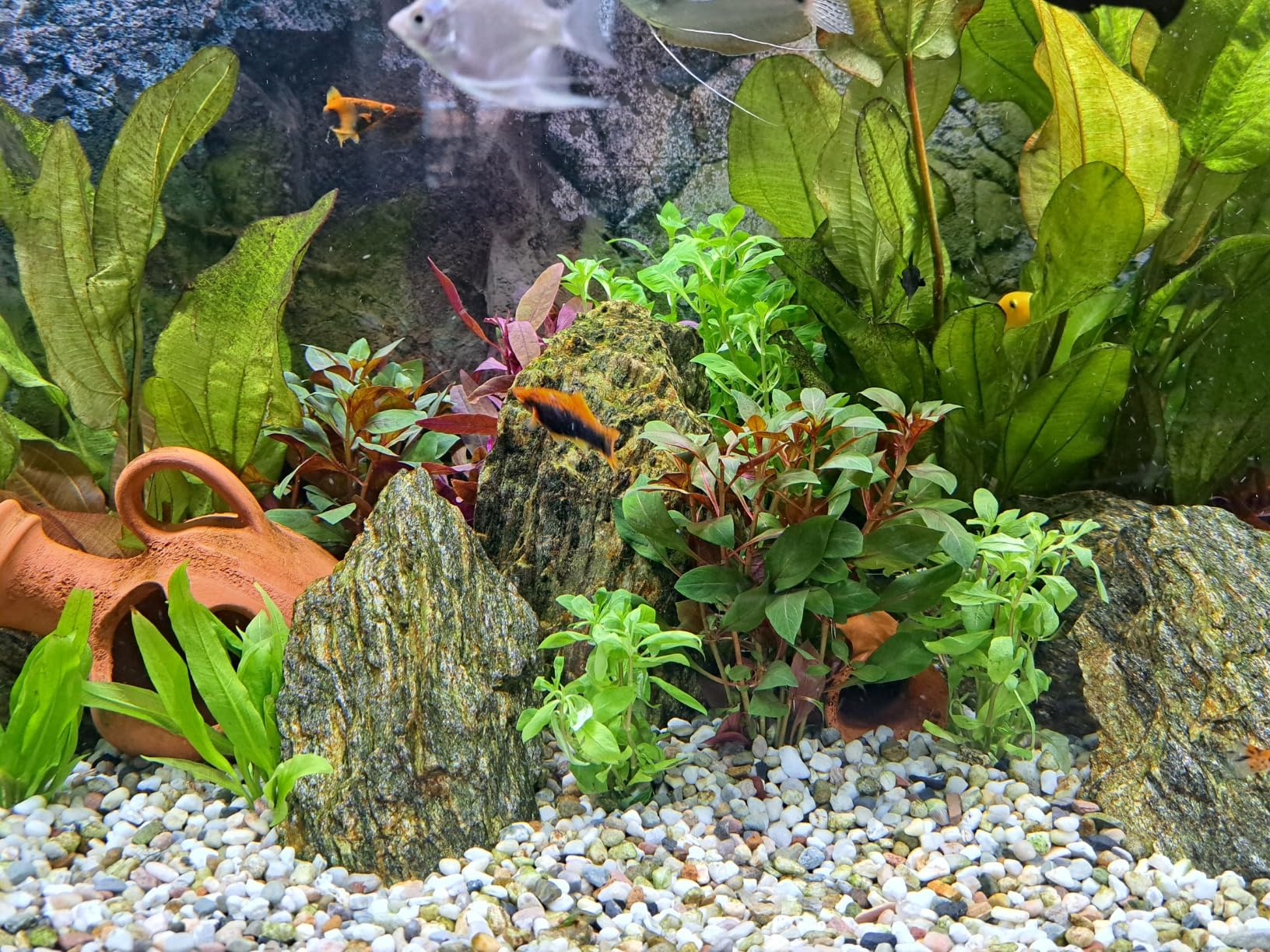 Pflanzenmix Für Süßwasseraquarium 50 Aquariumpflanzen – Bunter Mix