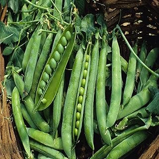Green Arrow Pea Seeds - 100 Count Seed Pack - Non-GMO - A shelling Pea Variety That is Very Easy to Grow and thrives in Co...