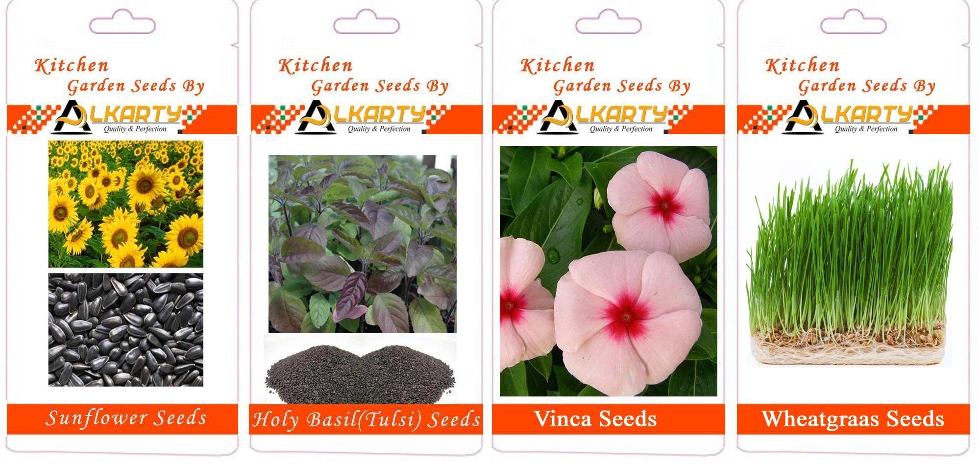 Sunflower, Tulsi, Vinca, Wheatgrass Summer Flower Seeds Pack of 20 Each-image-49