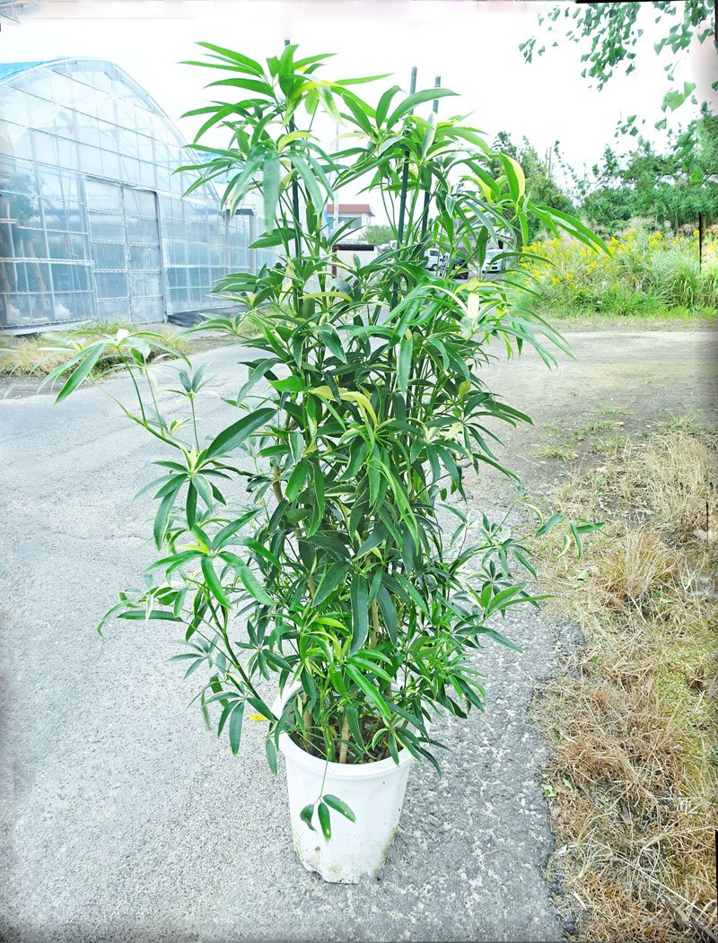 Amazon | 稀少 斑入りシェフレラ・アンガスティフォリア 160cm前後 10